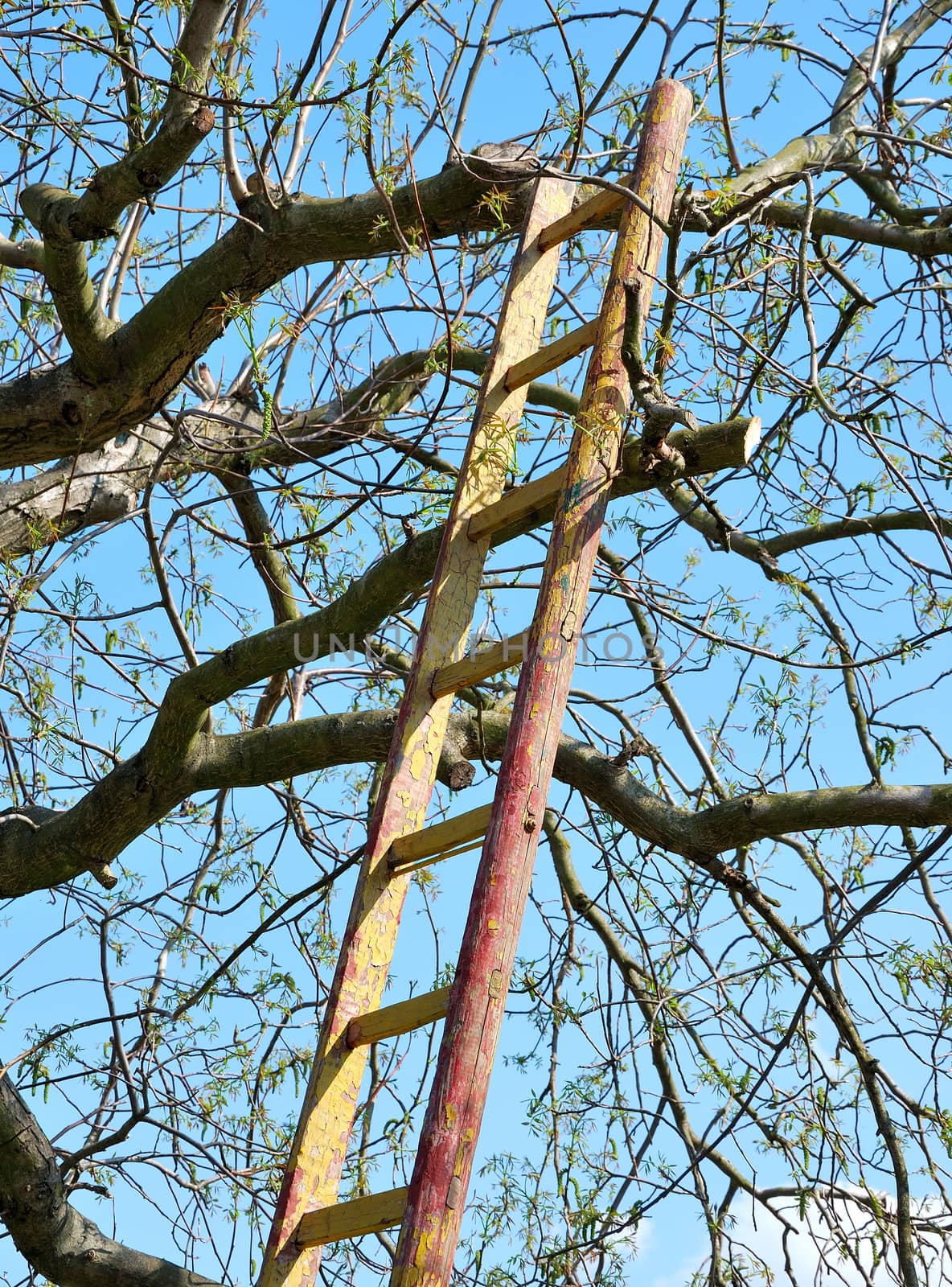 Step ladder leant against the tree.