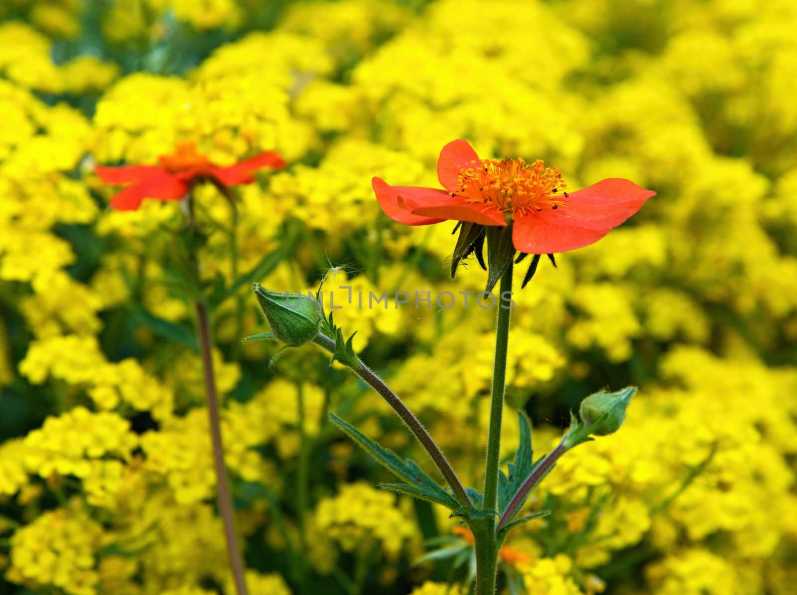 Red flower with yellow background from yellow flowers.