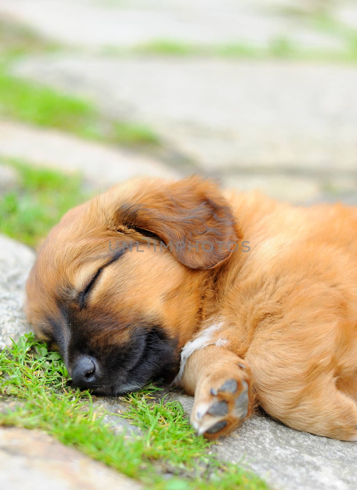 Small brown laying relax puppy, old only few weeks.