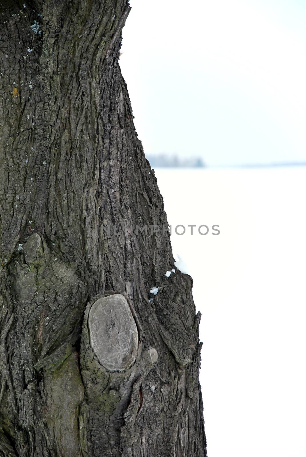 Closeup of bark at winter time.