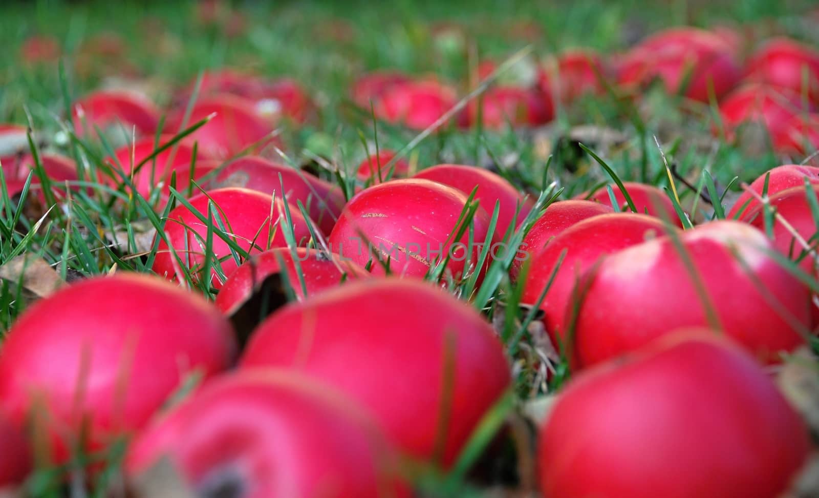 Autumn apples falled to the ground from tree.