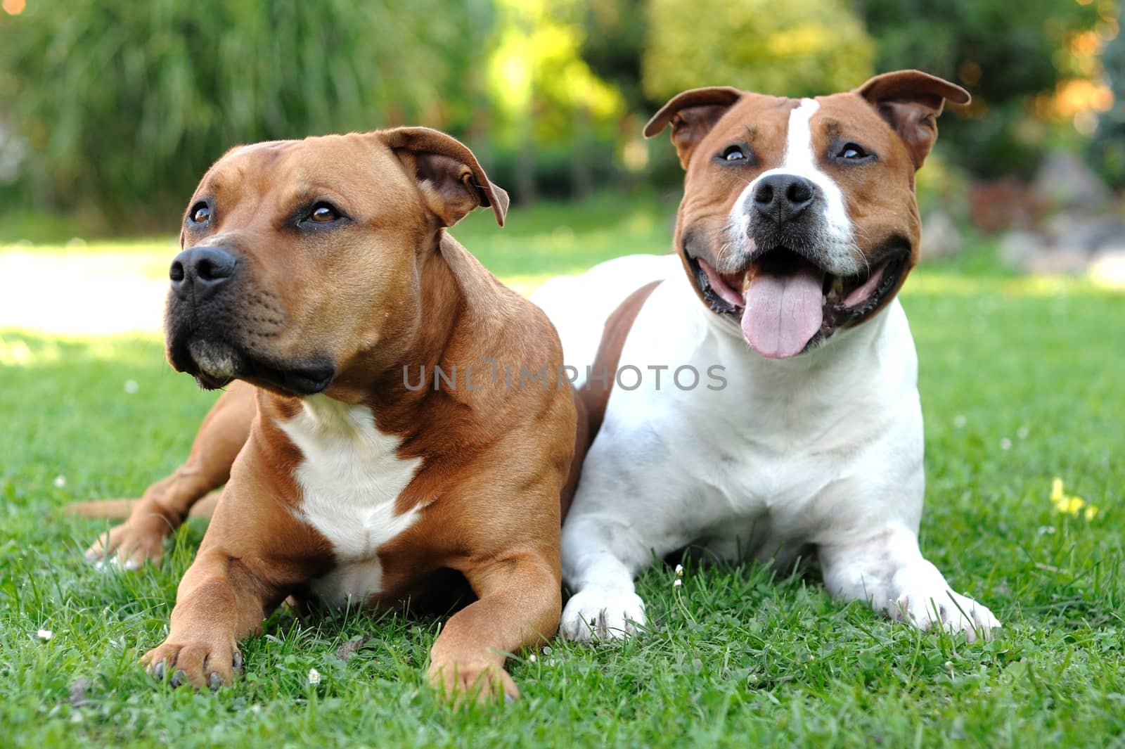 American Staffordshire terriers by hamik