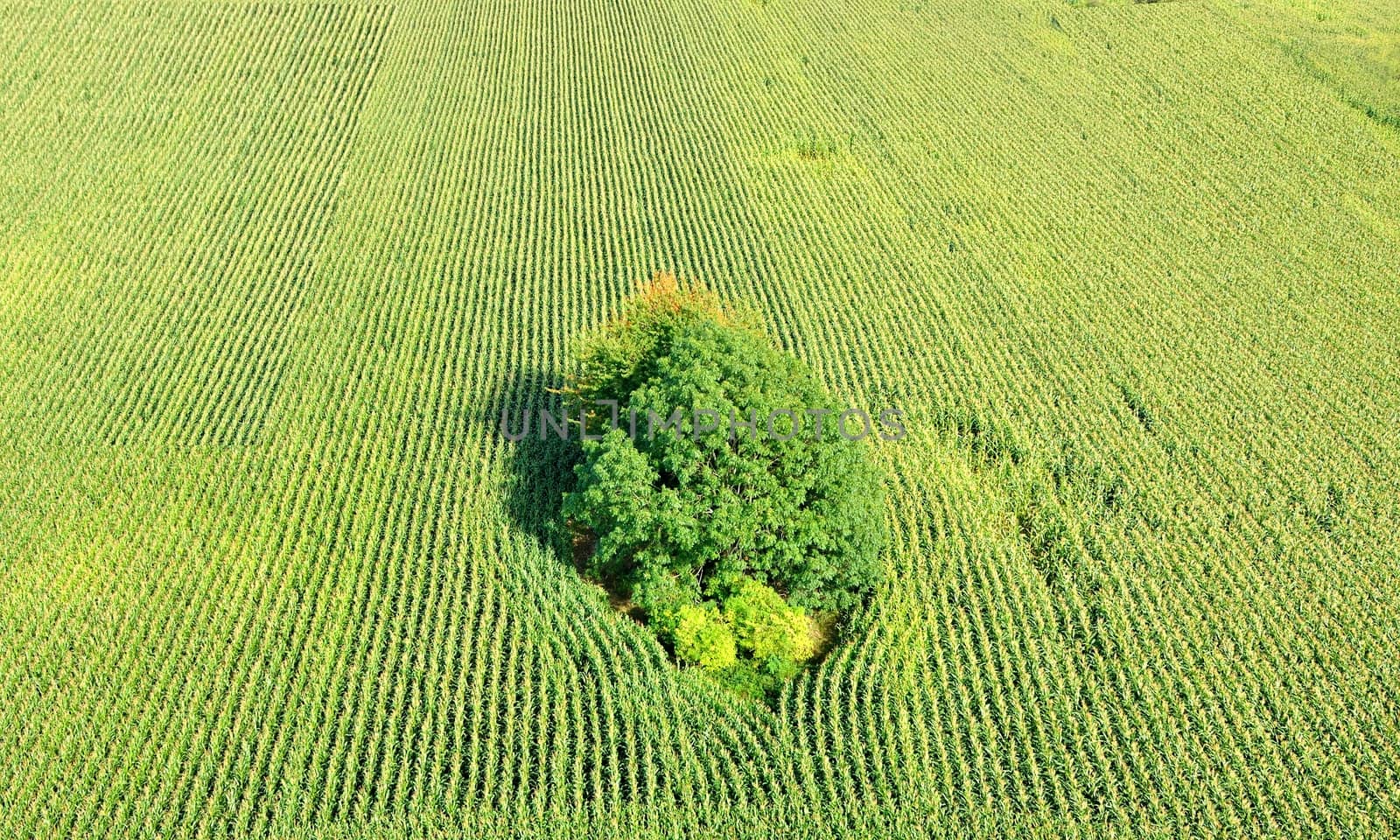 Corn field by hamik