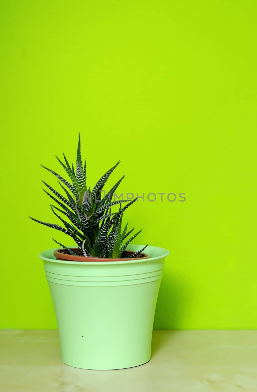 Aloe Vera in green plastic flowerpot.