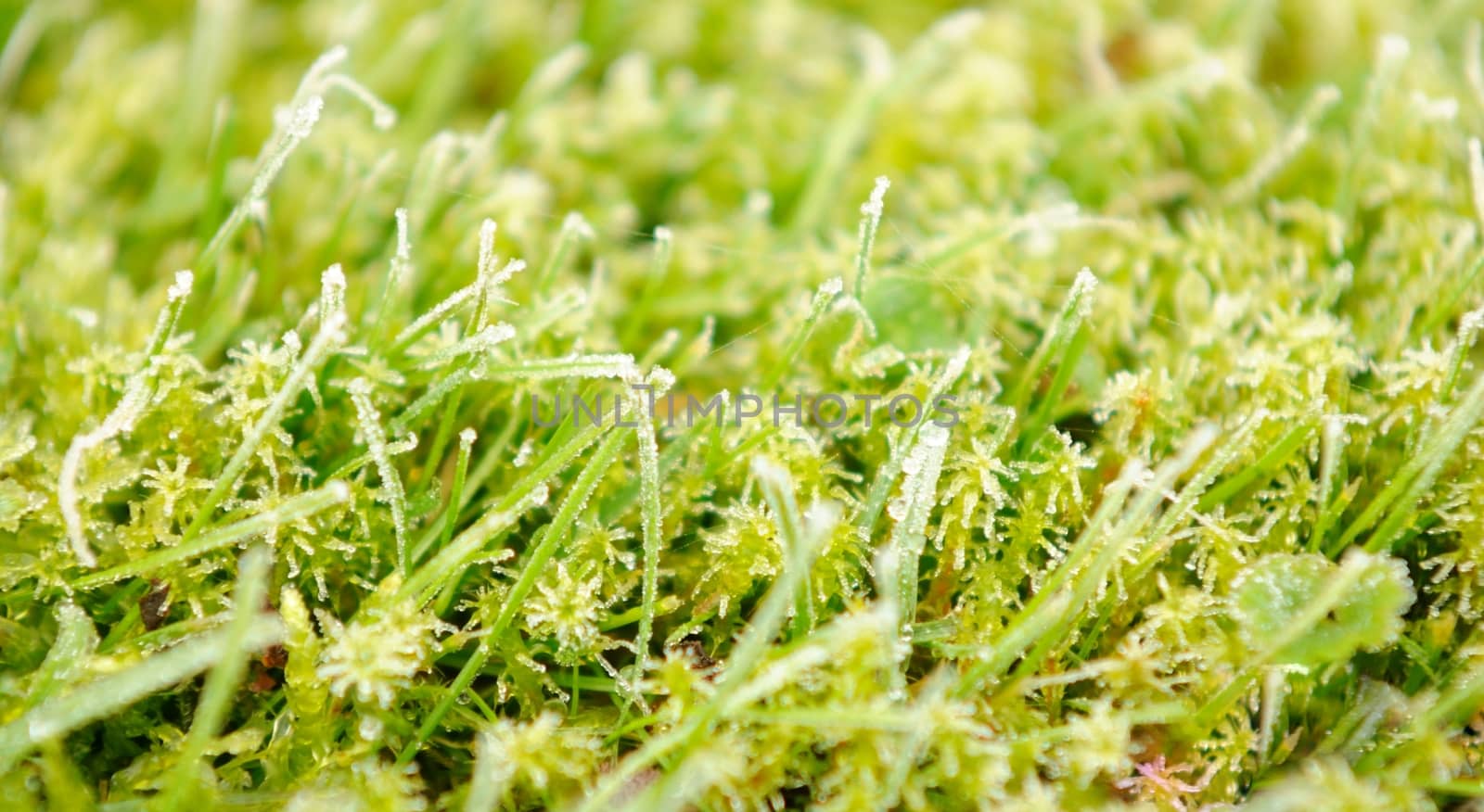 Grass covered by first frost at this year.