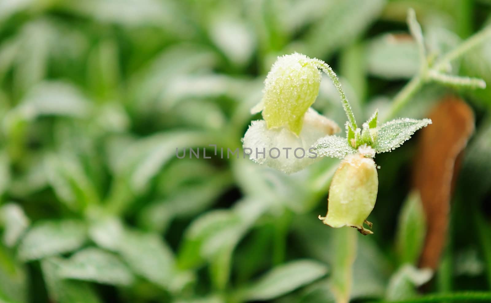 Flower of Campanula (bell) covered by first frost at this year.