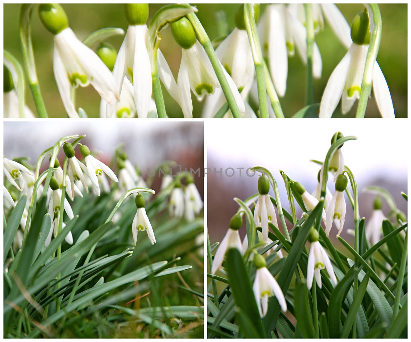 Green snowdrop in the garden at the end of winter.