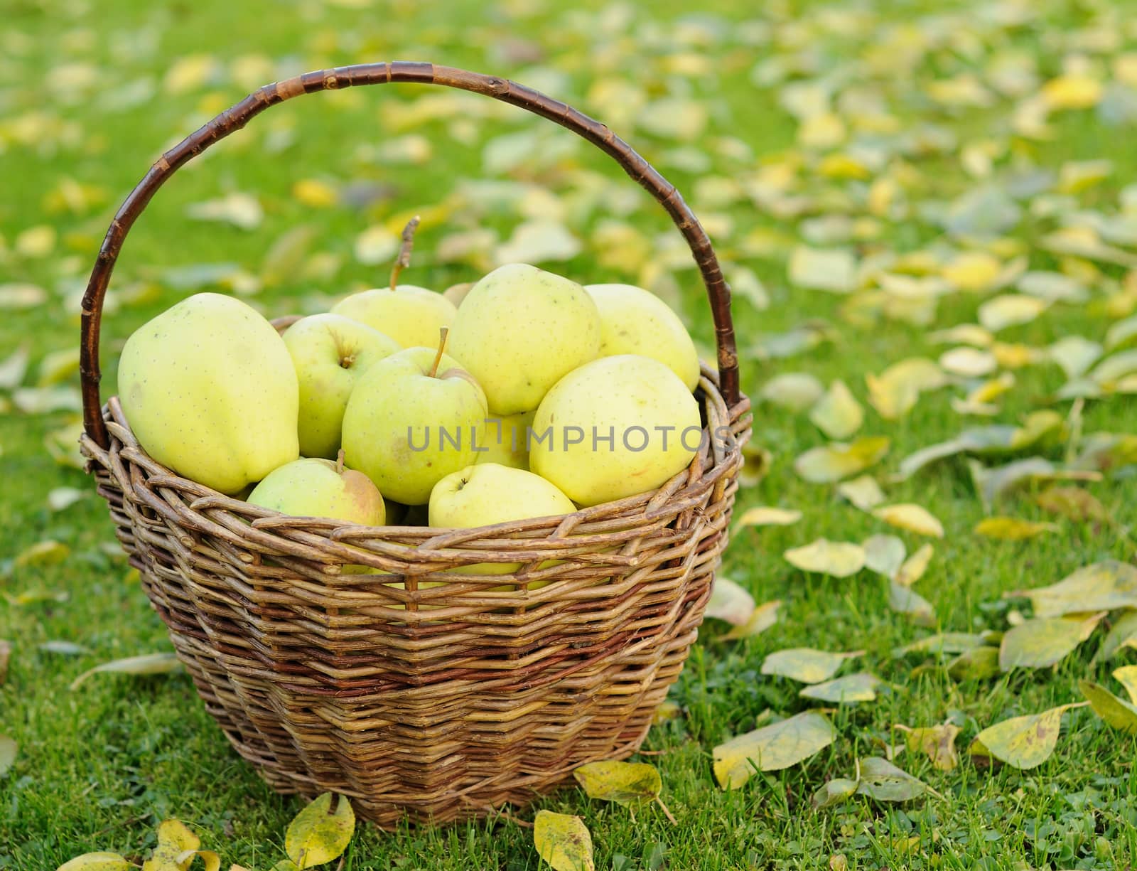 Green apples by hamik