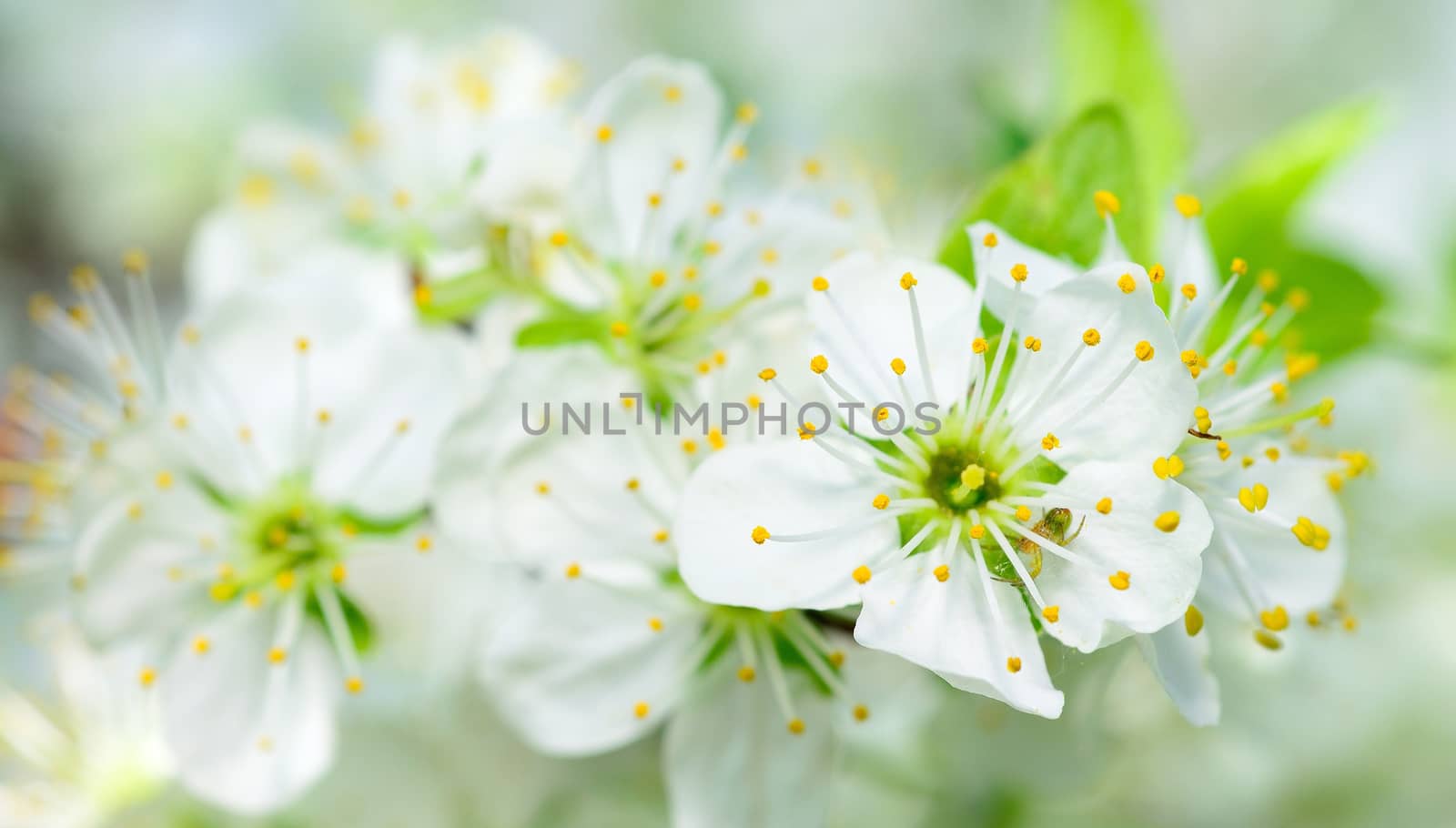 Closeup shot of white cherry blossom at spring time.