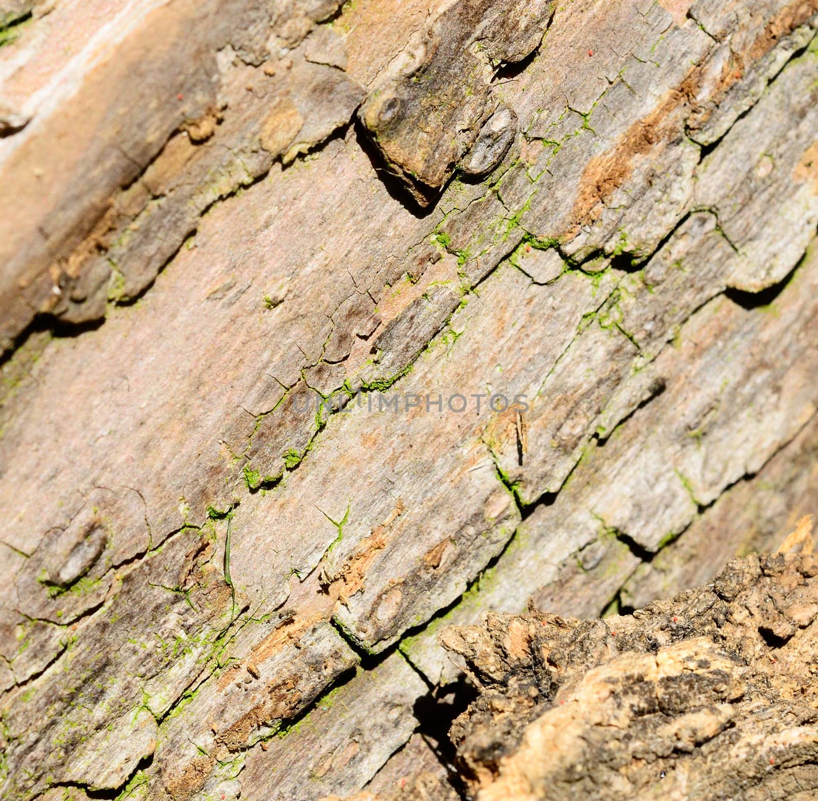 Closeup shot of old tree bark.