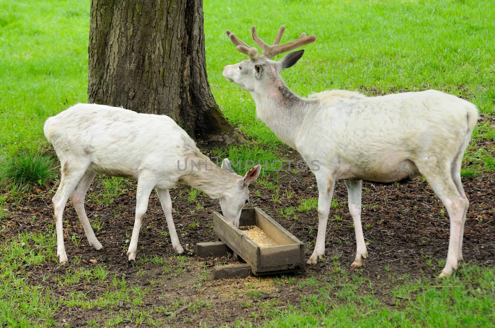 White deer during their feeding in the ZOO.