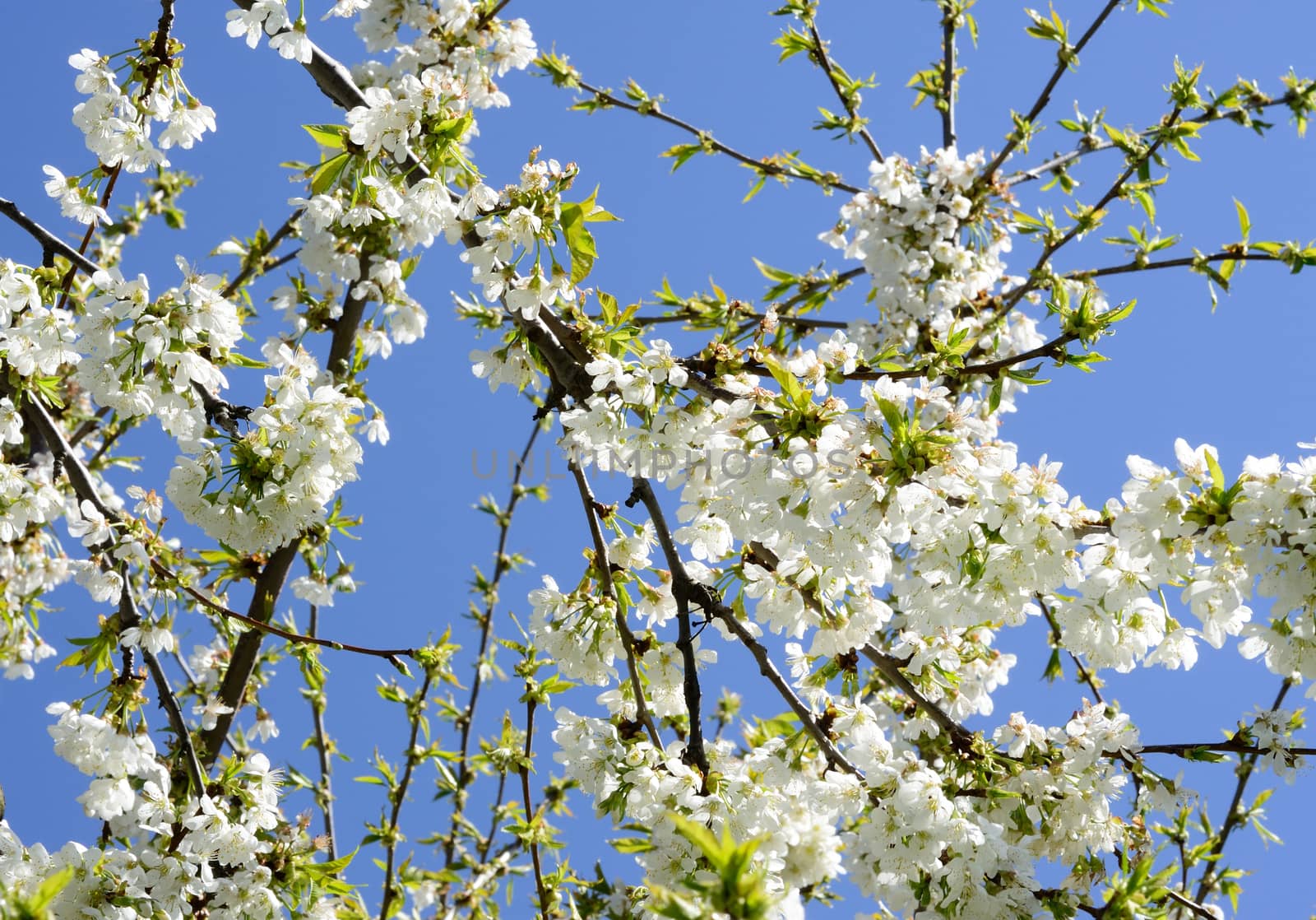 Cherry branch are growing up to the sky.