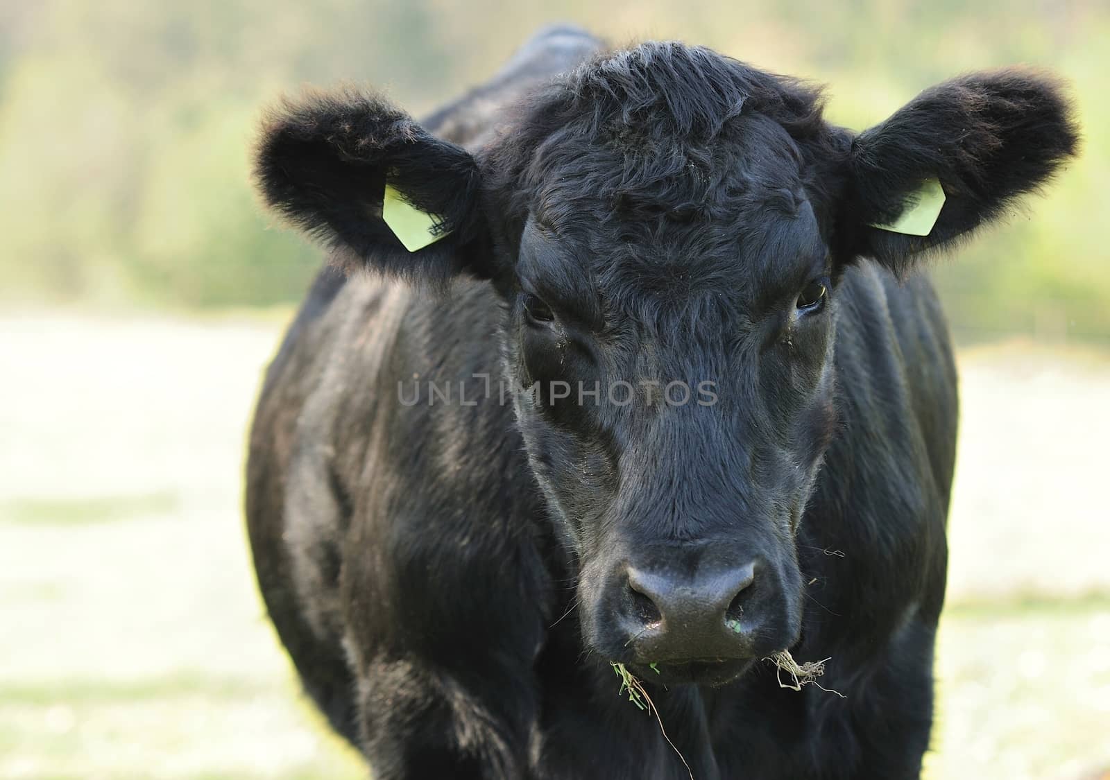 Black cow by hamik