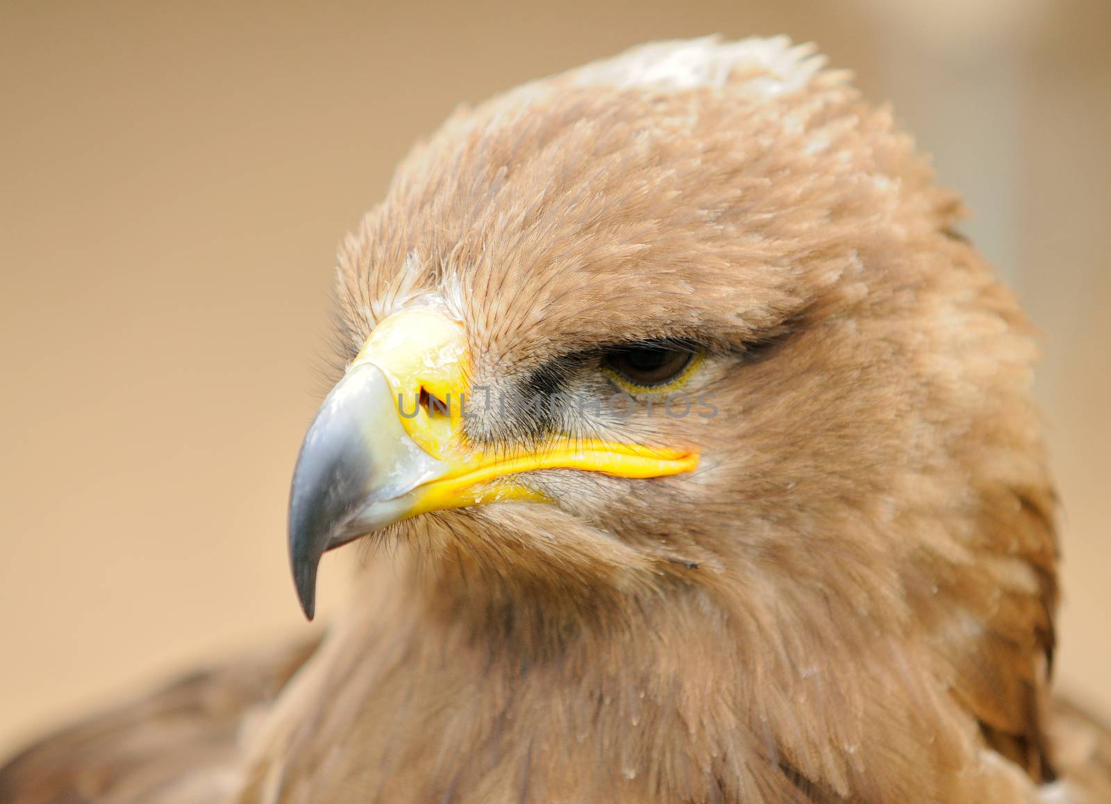 Golden Eagle  by hamik