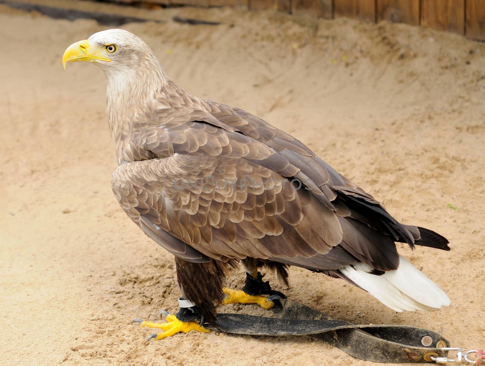 Golden Eagle (Aquila chrysaetos) jailed in ZOO.