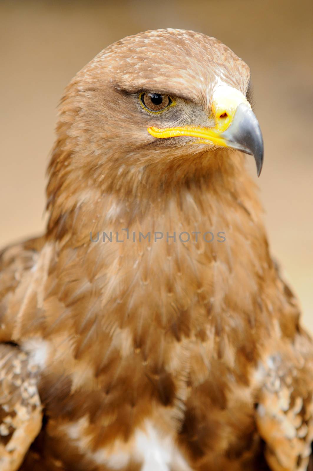 Golden Eagle by hamik