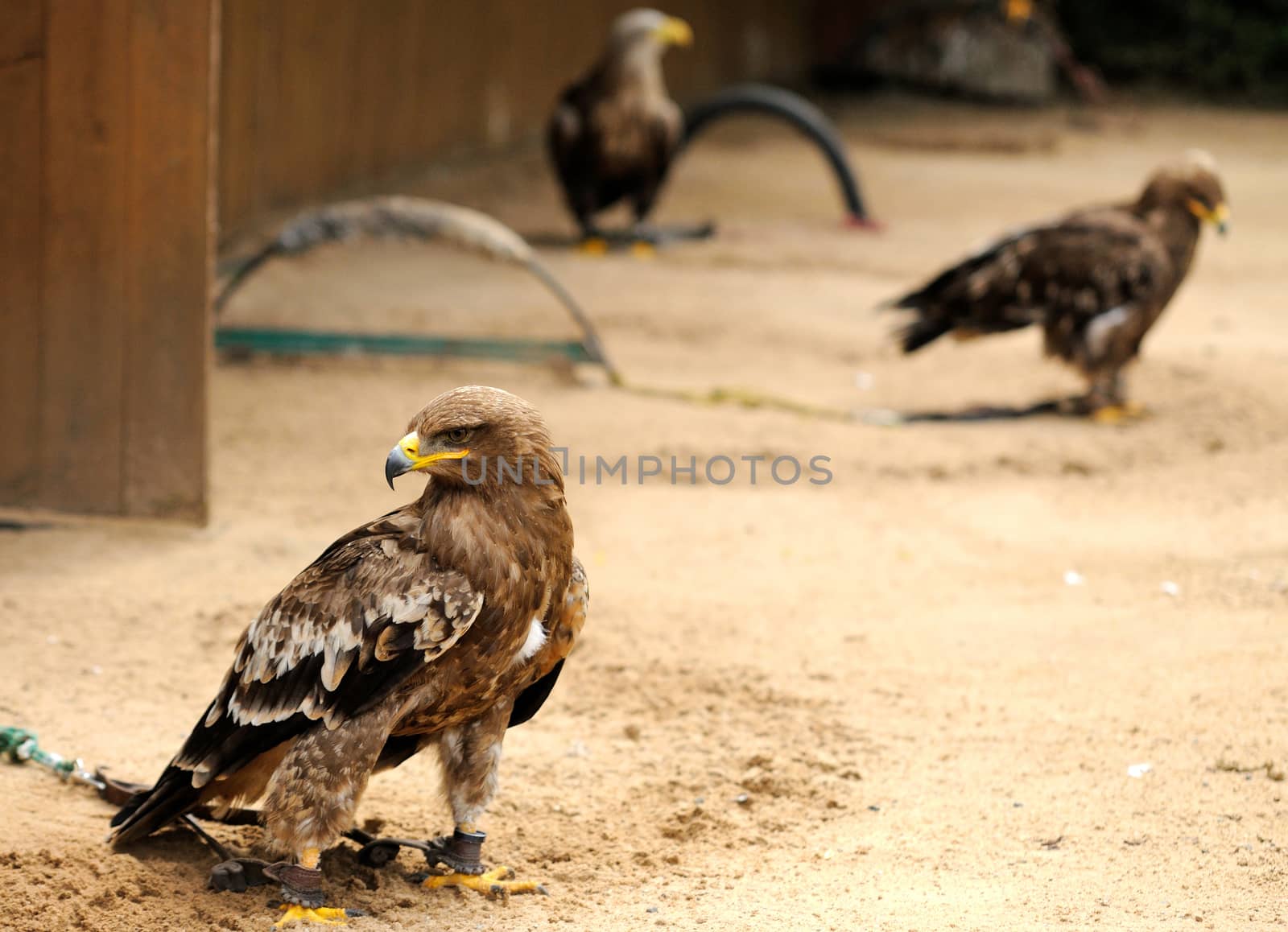 Golden Eagles (Aquila chrysaetos) jailed in ZOO.