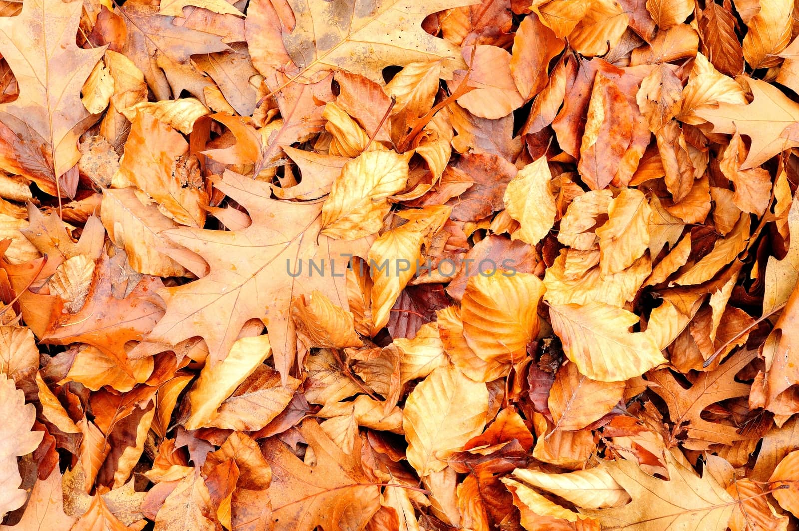 Background from autumn foliage on the ground.