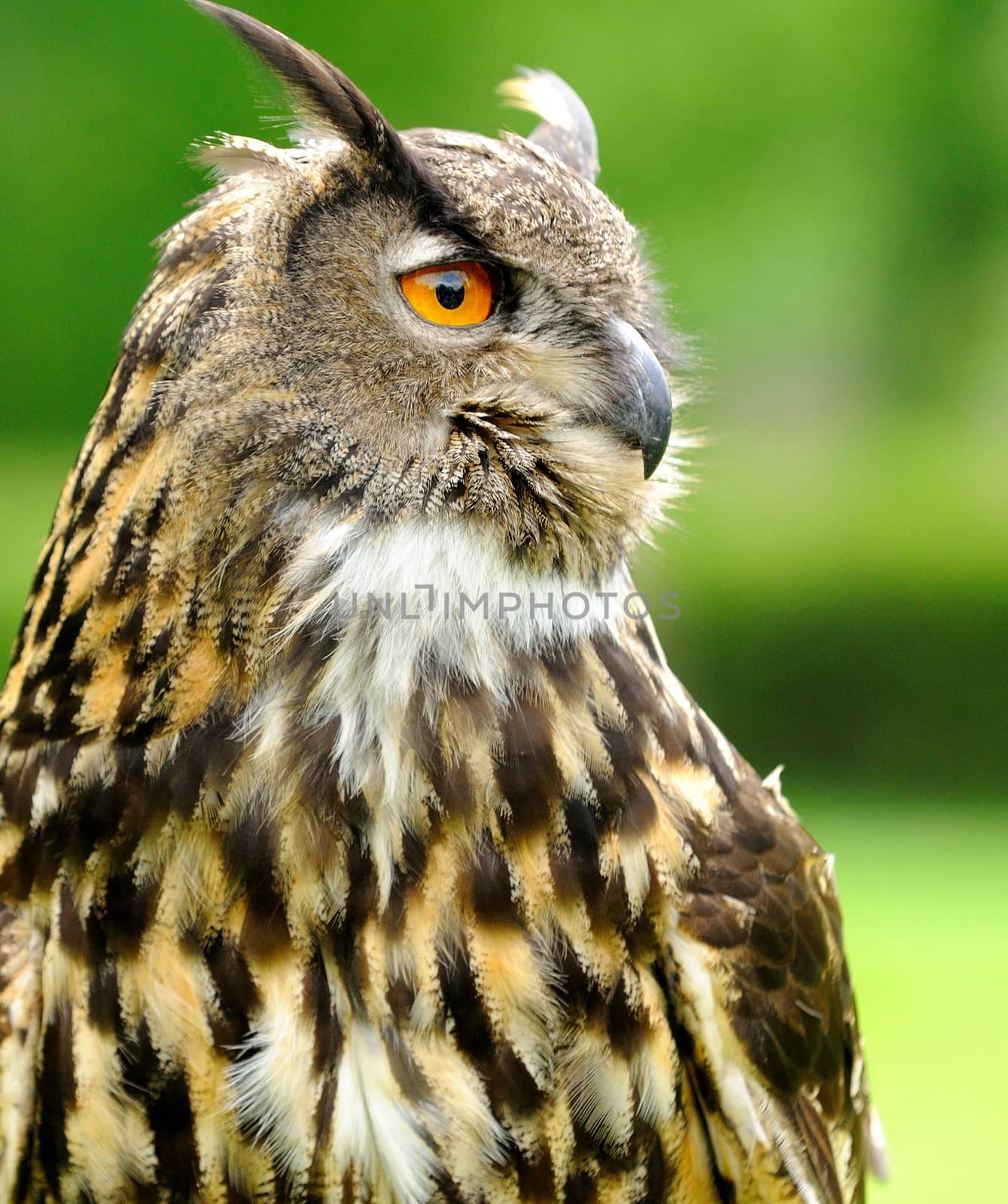 Head portrait of Eagle Owl (Bubo Bubo).