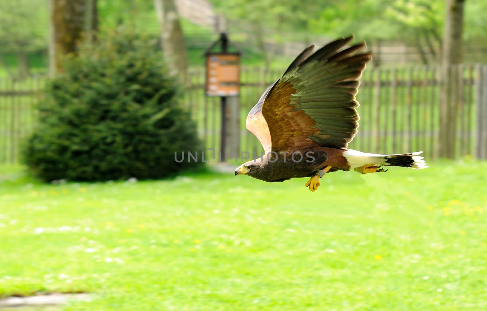 Golden Eagle (Aquila chrysaetos) during his flight.