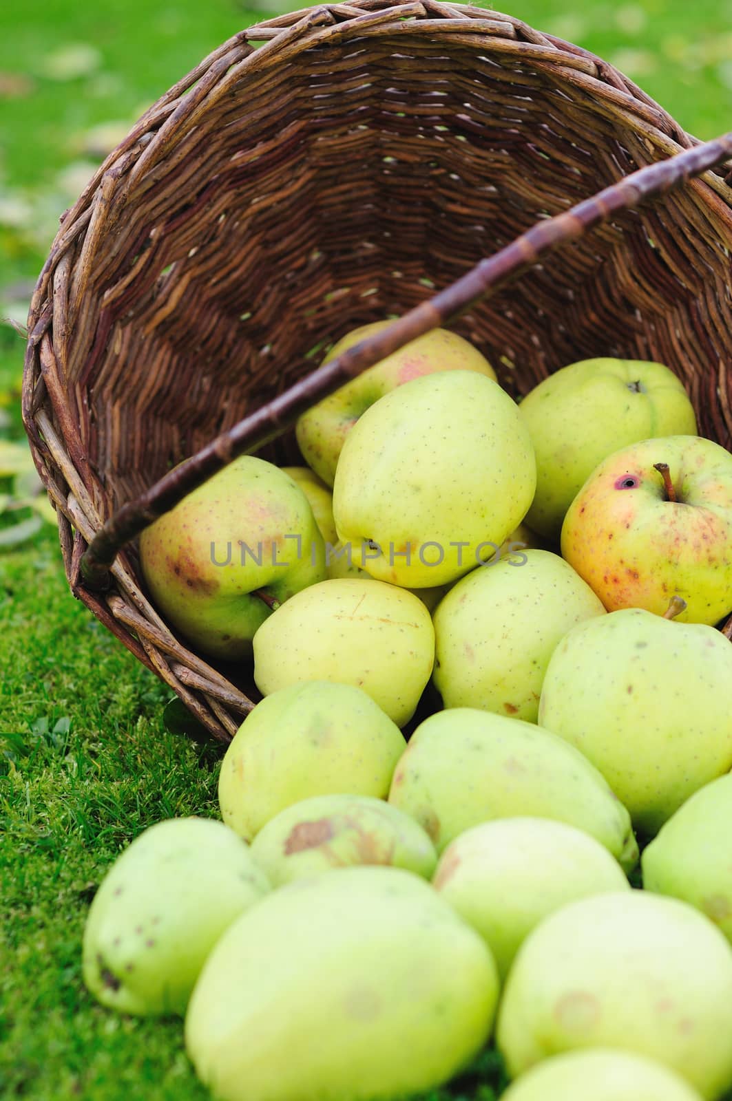 Green autumn apples in wicker basket.