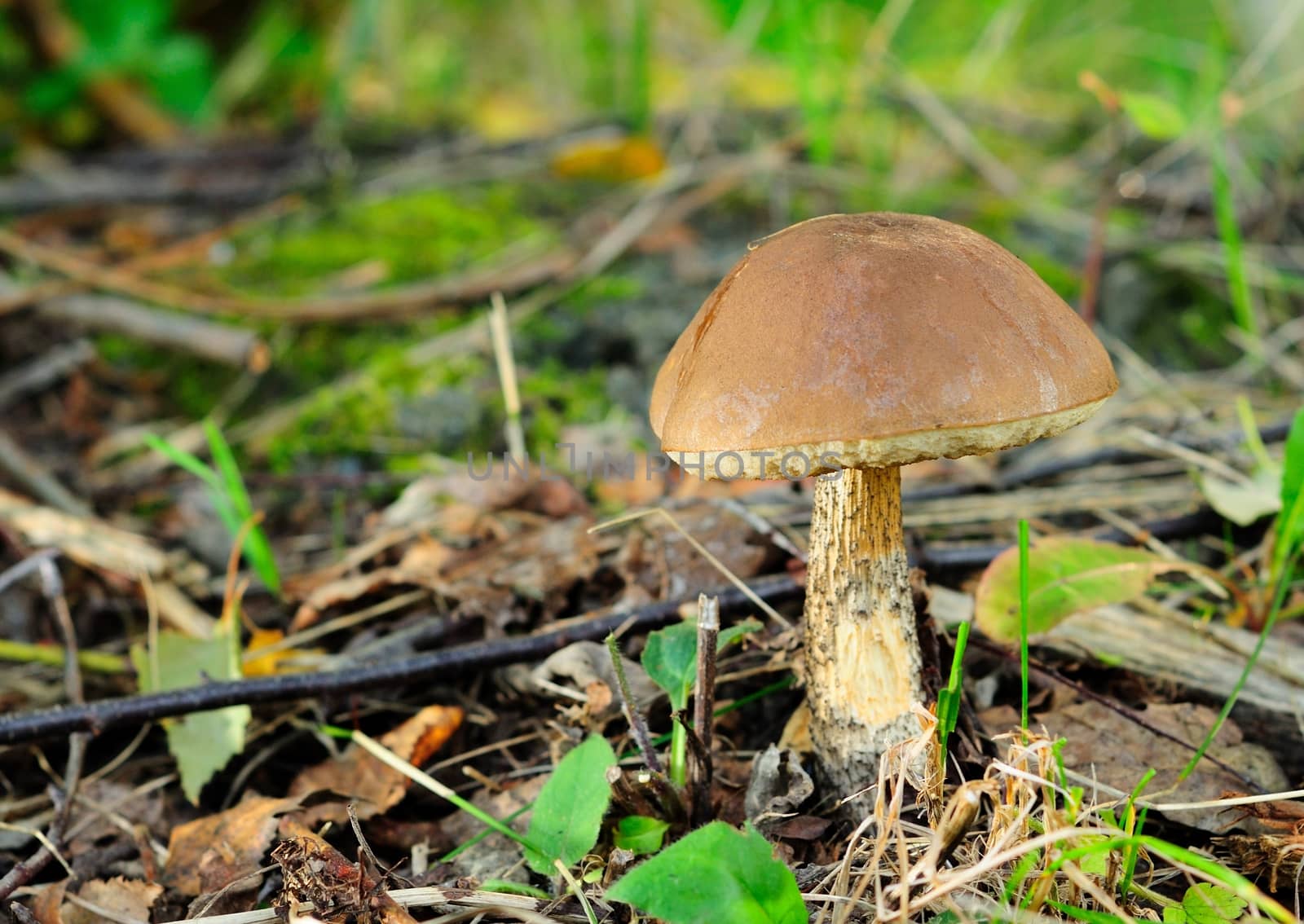 Brown birch bolete.