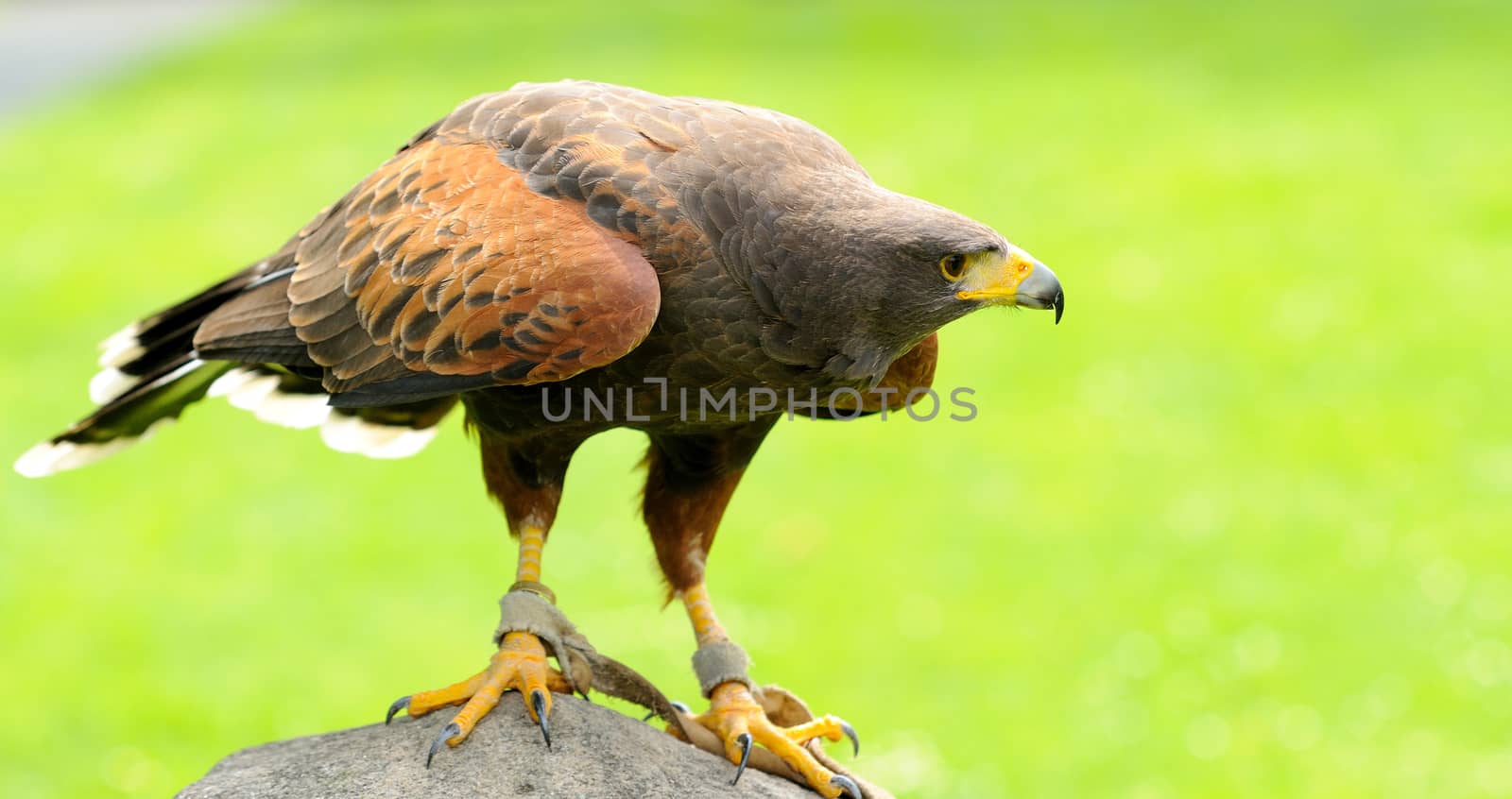 Brown Eagle jailed in ZOO.