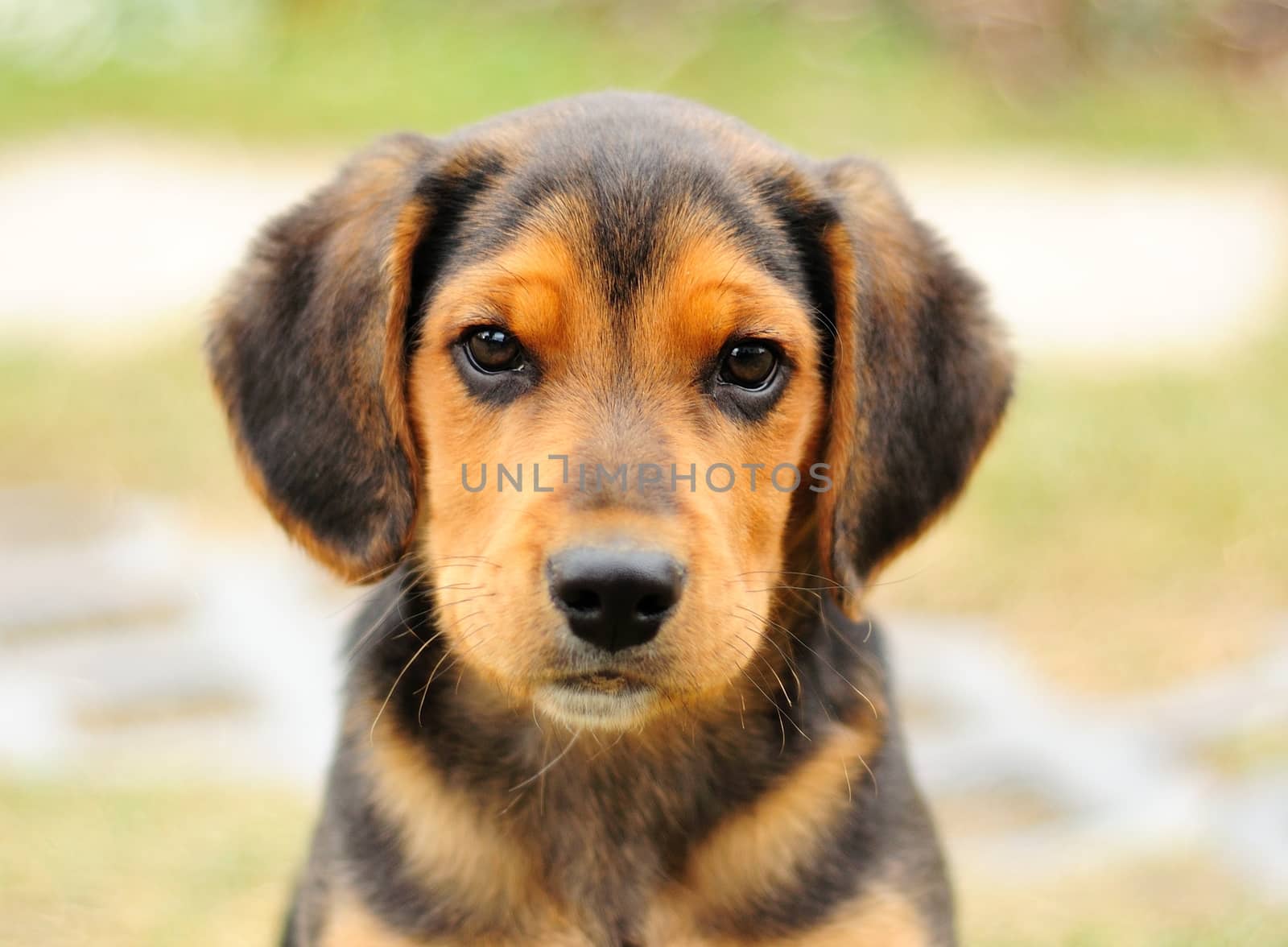 Portrait image of small black beagle.