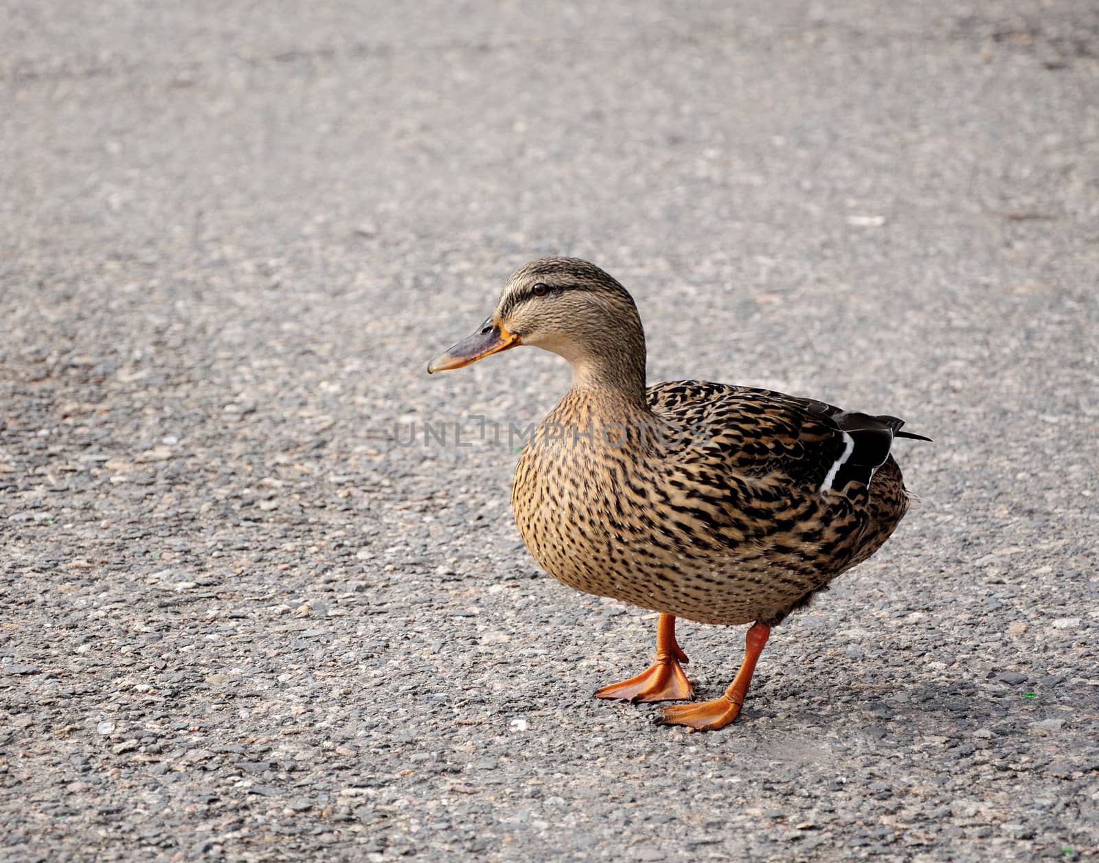 Portrait image of wild duck.