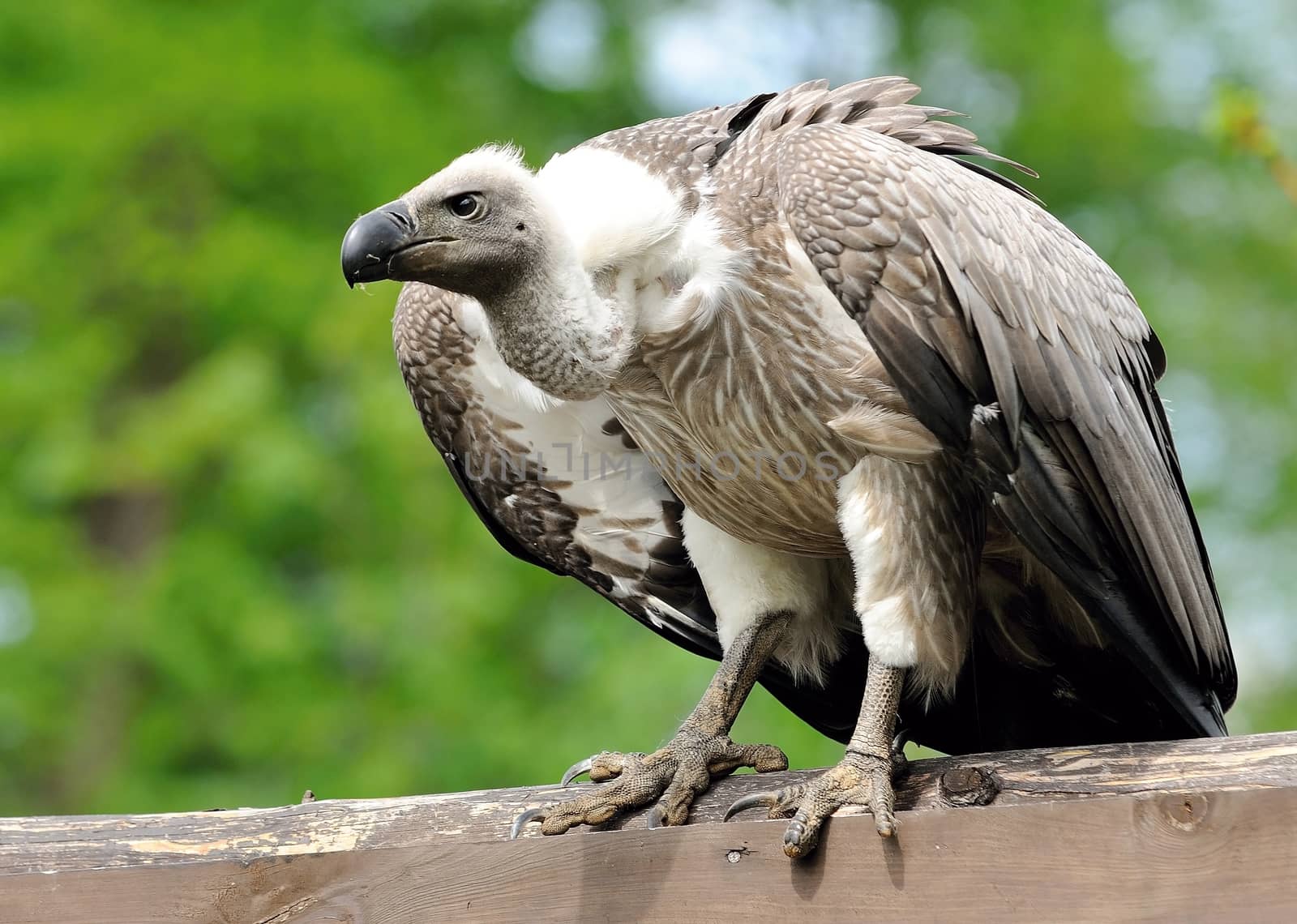 Sitting Vulture looking out the prey.