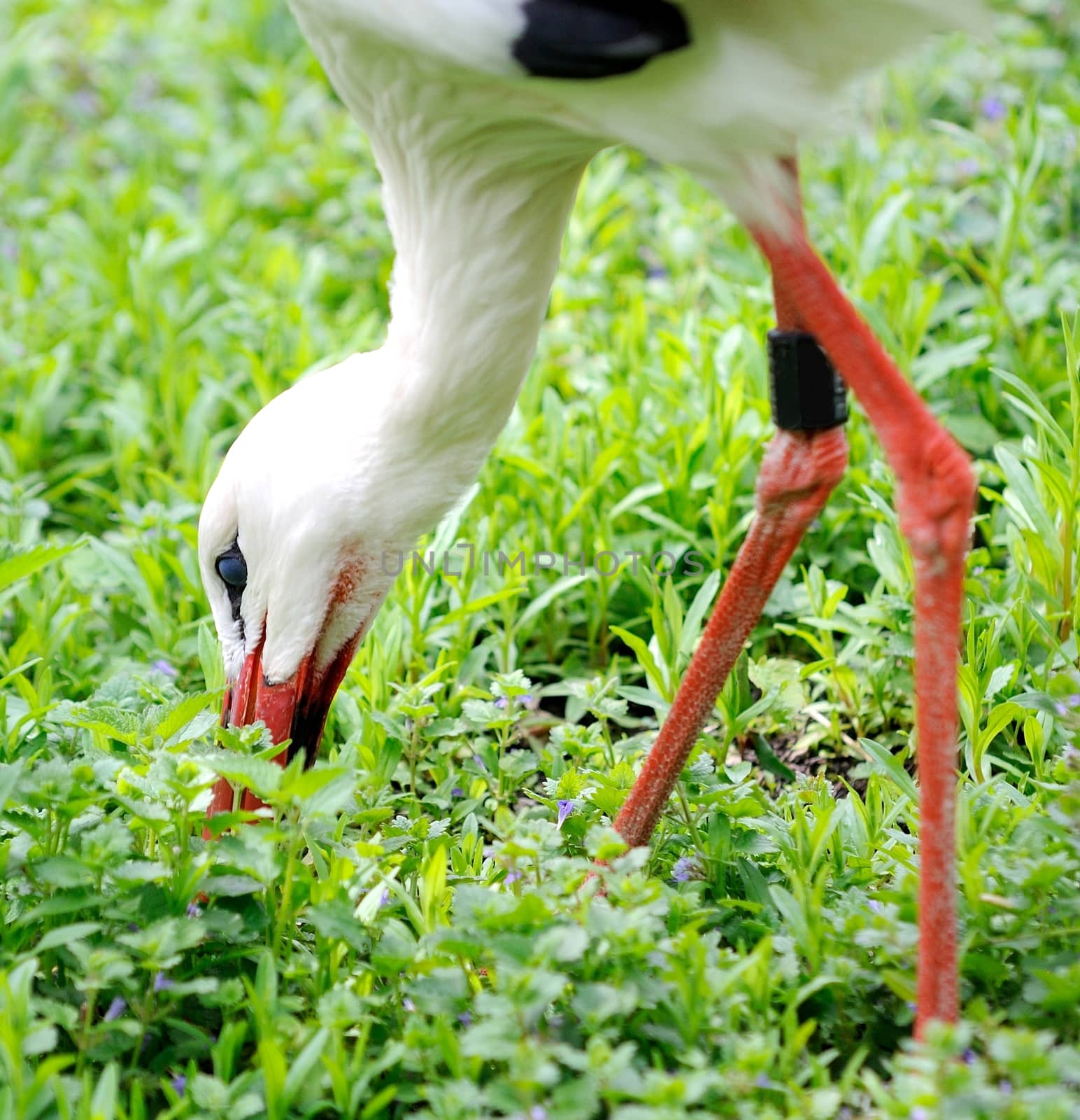 Closeup shoot of stork head during his feeding.