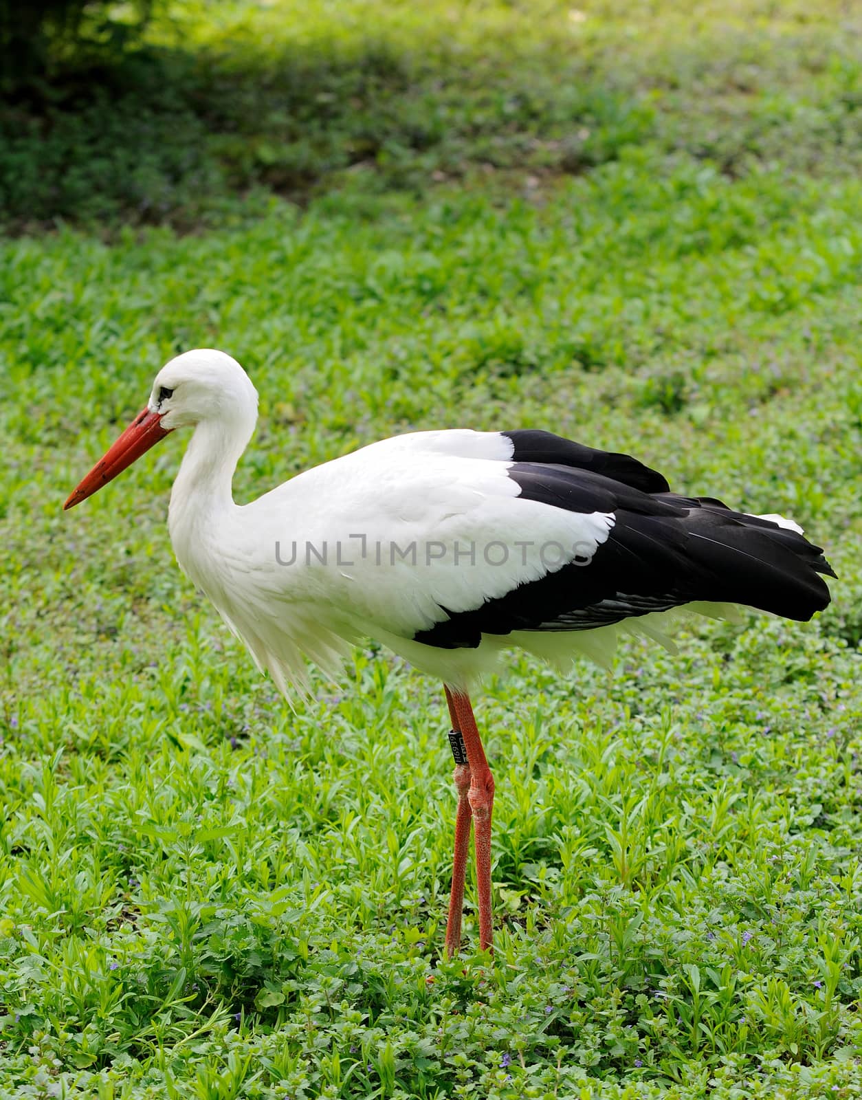 White stork in the big garden.