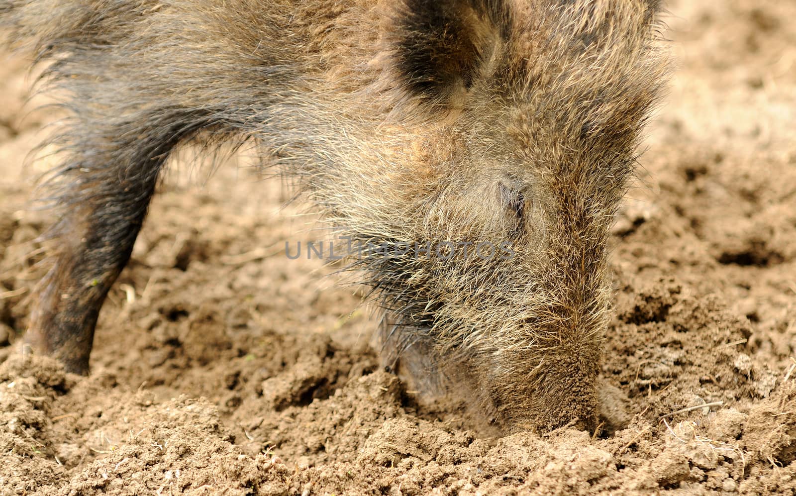 Closeup shoot of Wild Boar during root.