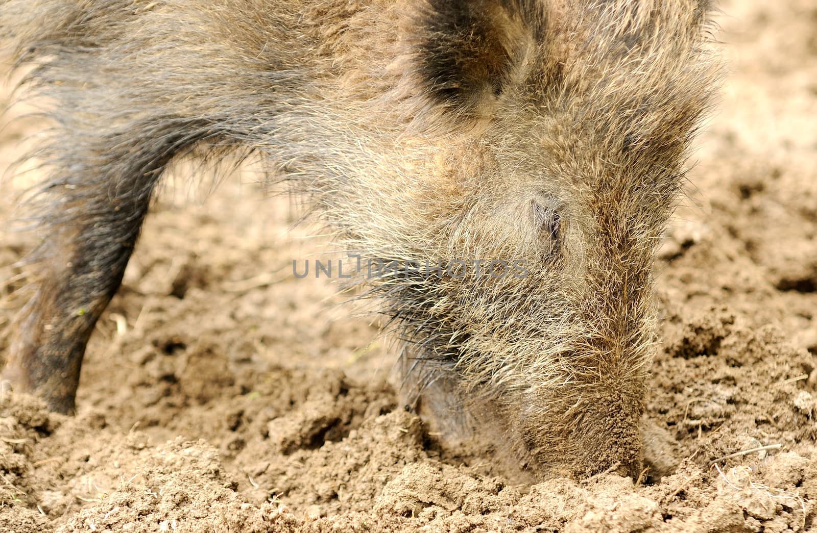 Closeup shoot of Wild Boar during root.