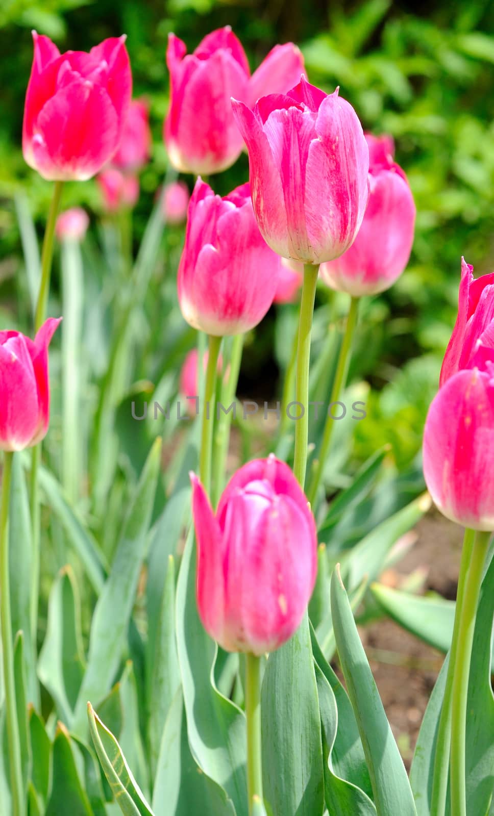 Macro shoot of pink tulips in the garden.