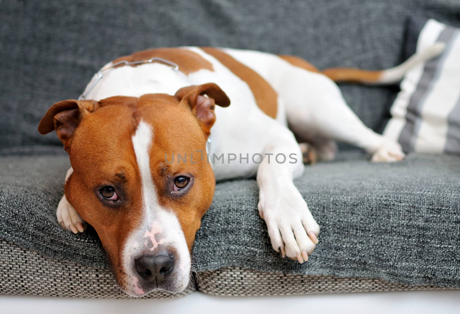 Portrait of lying American Staffordshire bull terrier.