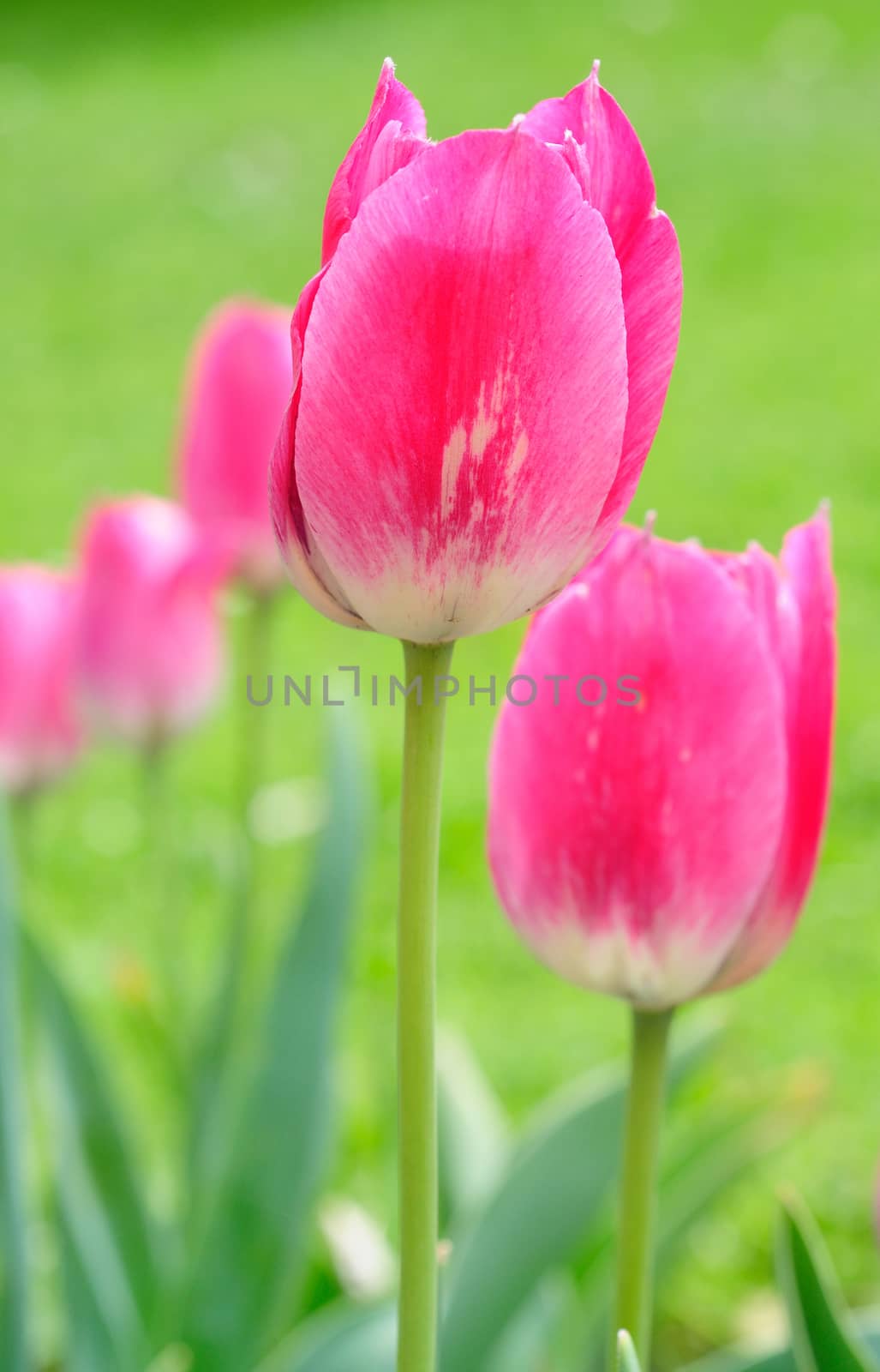 Pink tulip by hamik