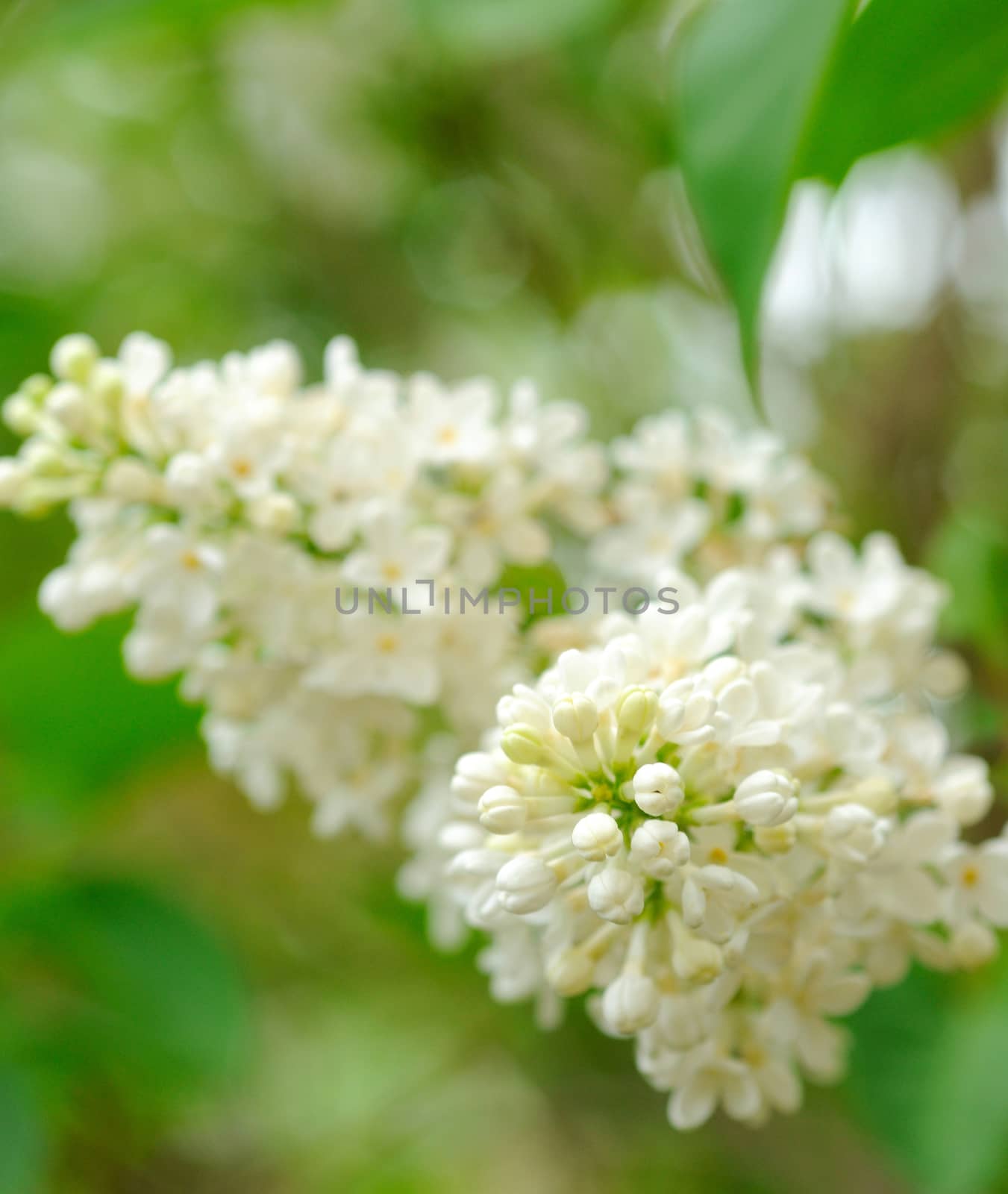 Closeup shoot of white Lilac blossom during spring season.