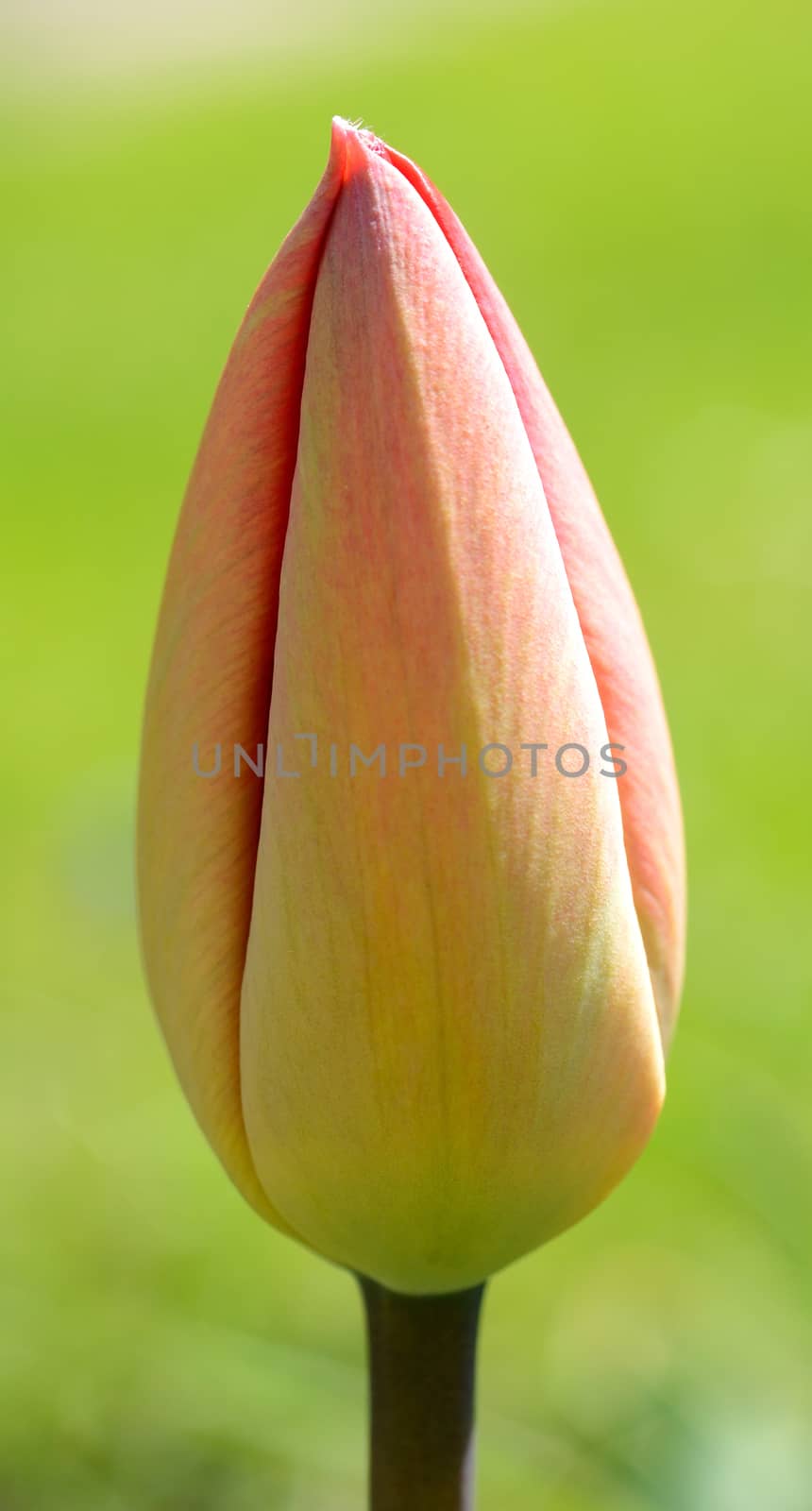 Macro shoot of spring tulip bud.