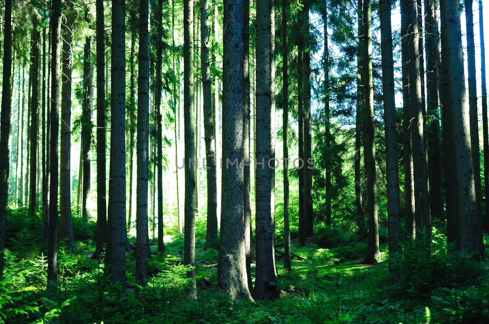 Forest with sun and rays of light.