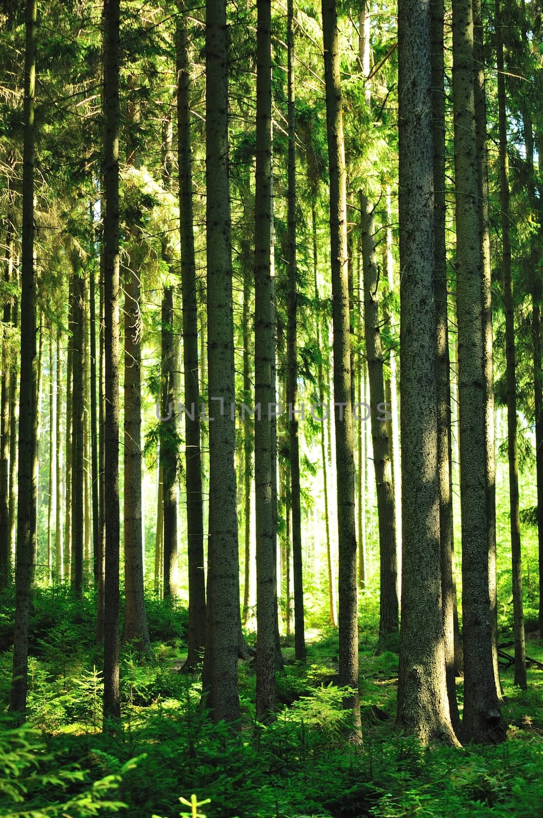 Forest with sun and rays of light.