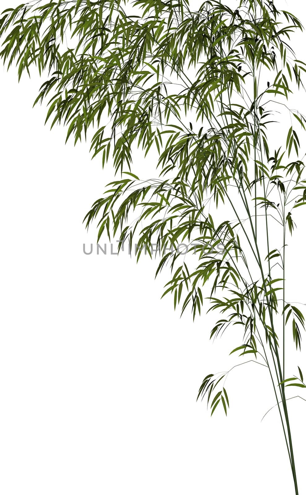 Bamboo isolated in white background - 3D render