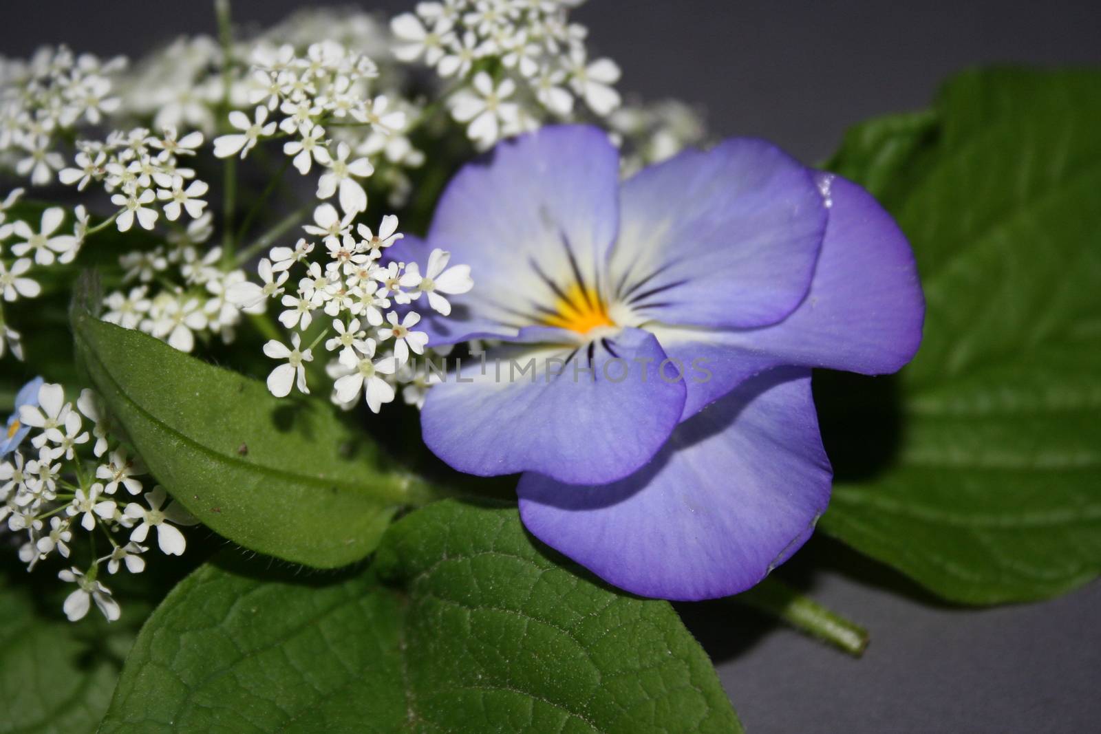 bouquet