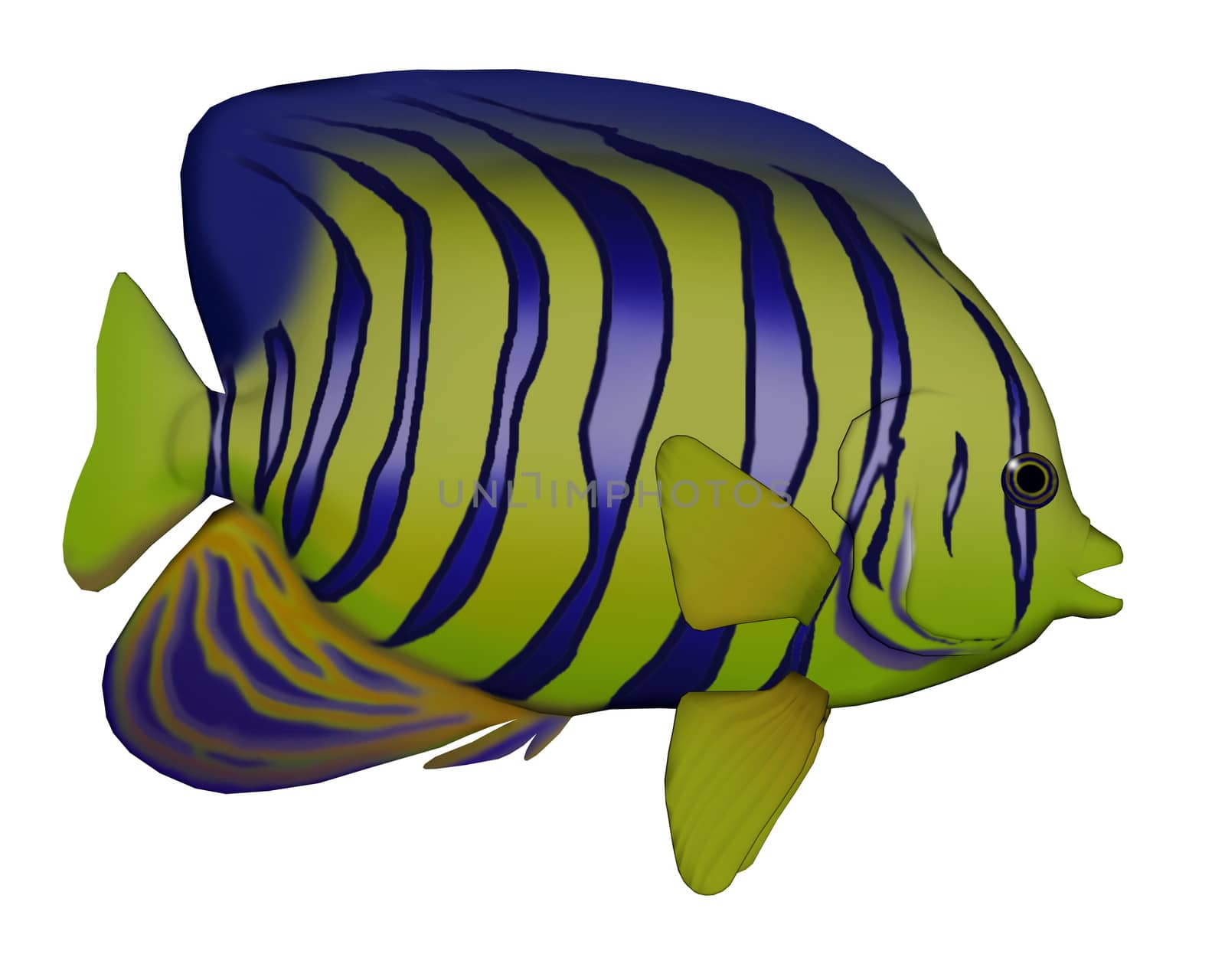 Angelfish isolated in white background - 3D render