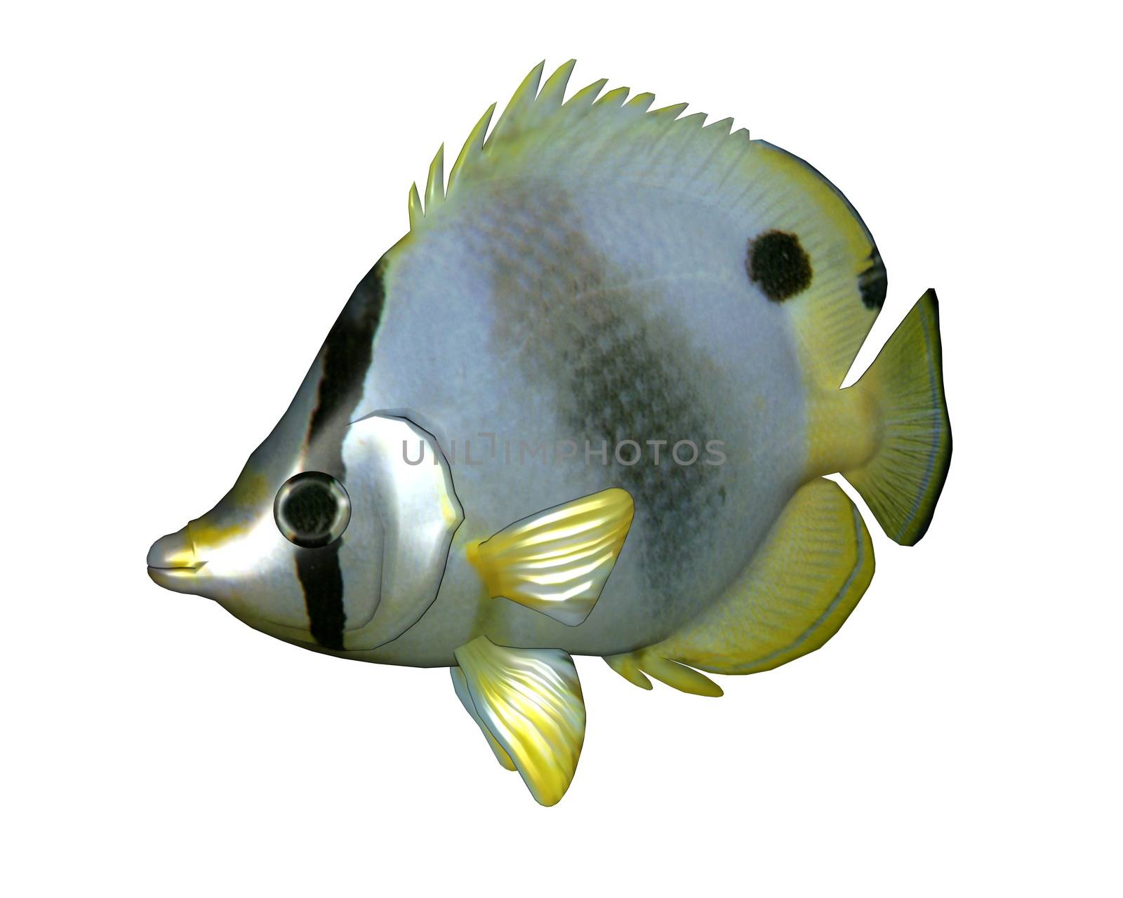 Butterflyfish - 3D render by Elenaphotos21