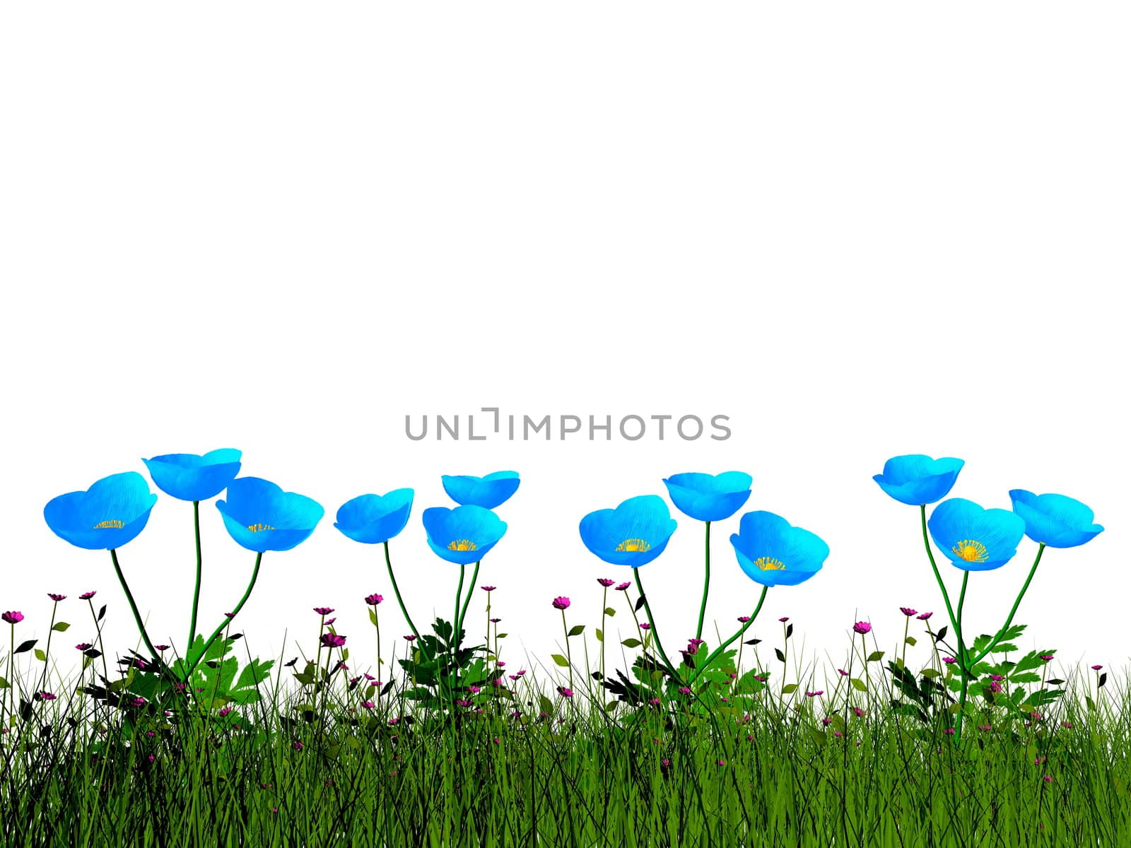 Blue poppies isolated in white background - 3D render