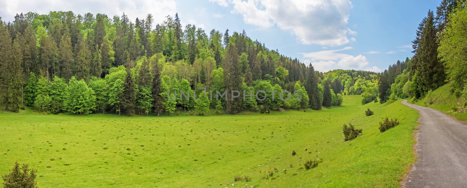 Forest panorama with path / road, meadow in the foreground - Wental valley at Swabian Alps