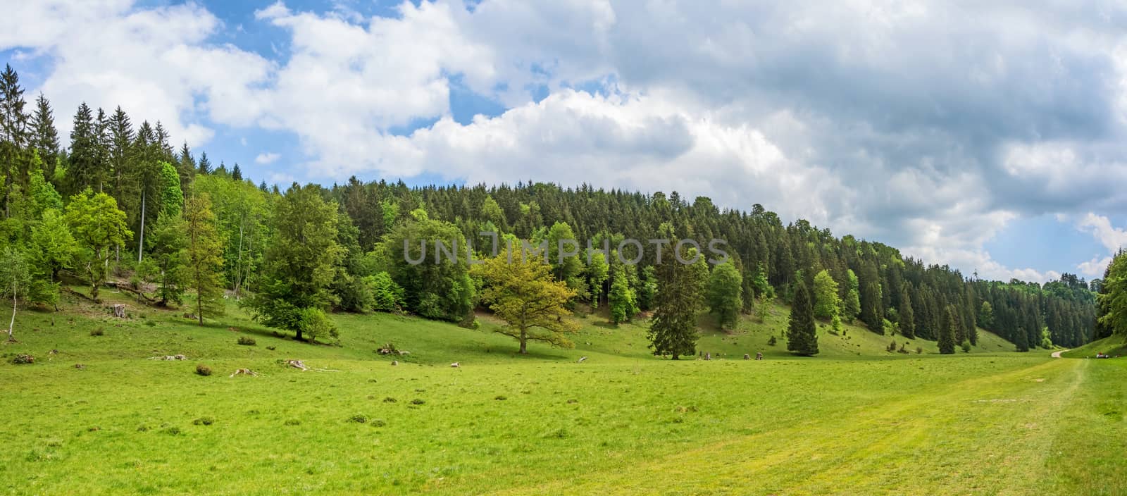 Forest panorama with meadow in the foreground - Wental valley at Swabian Alps