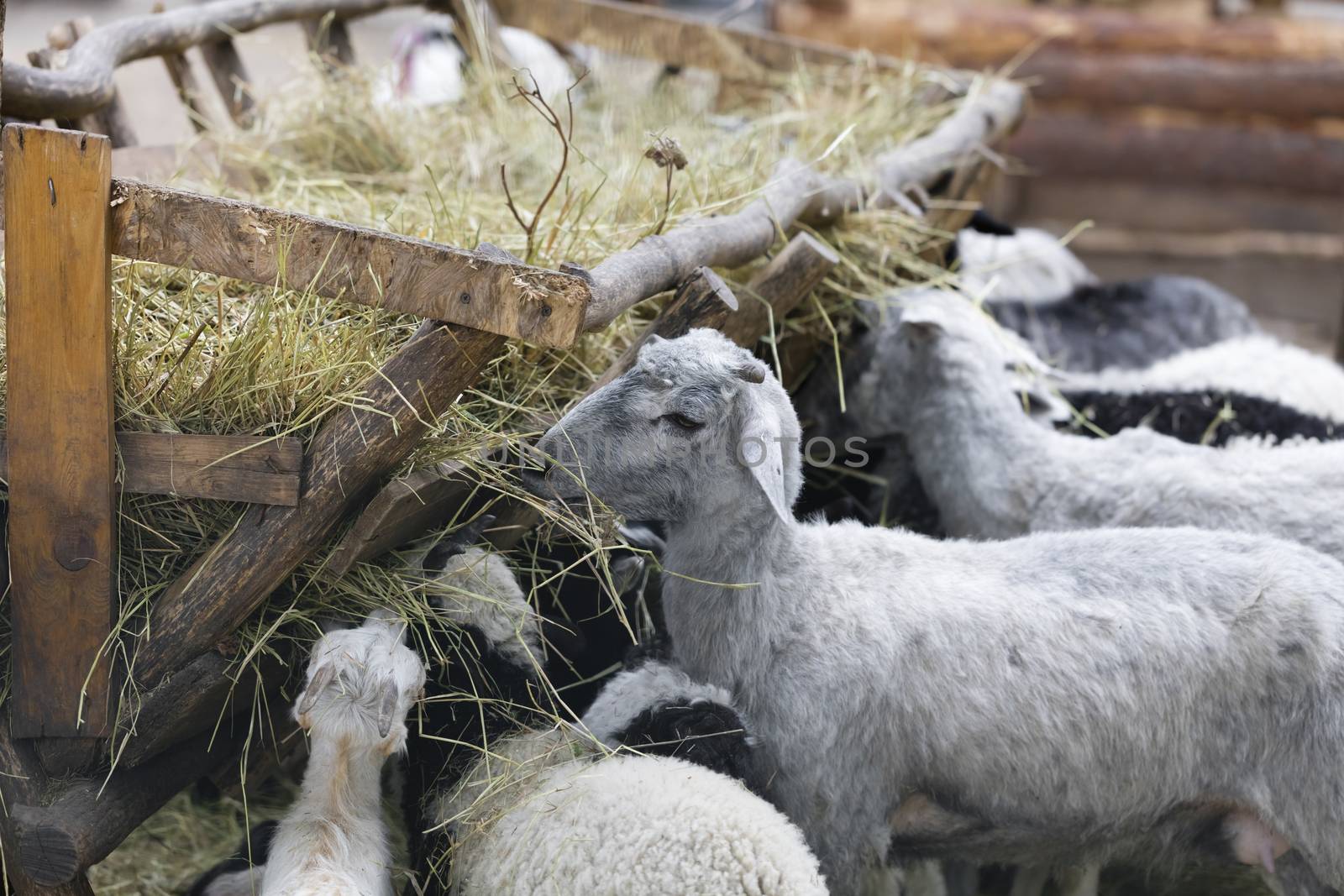 domestic animals sheep and goats eat hay