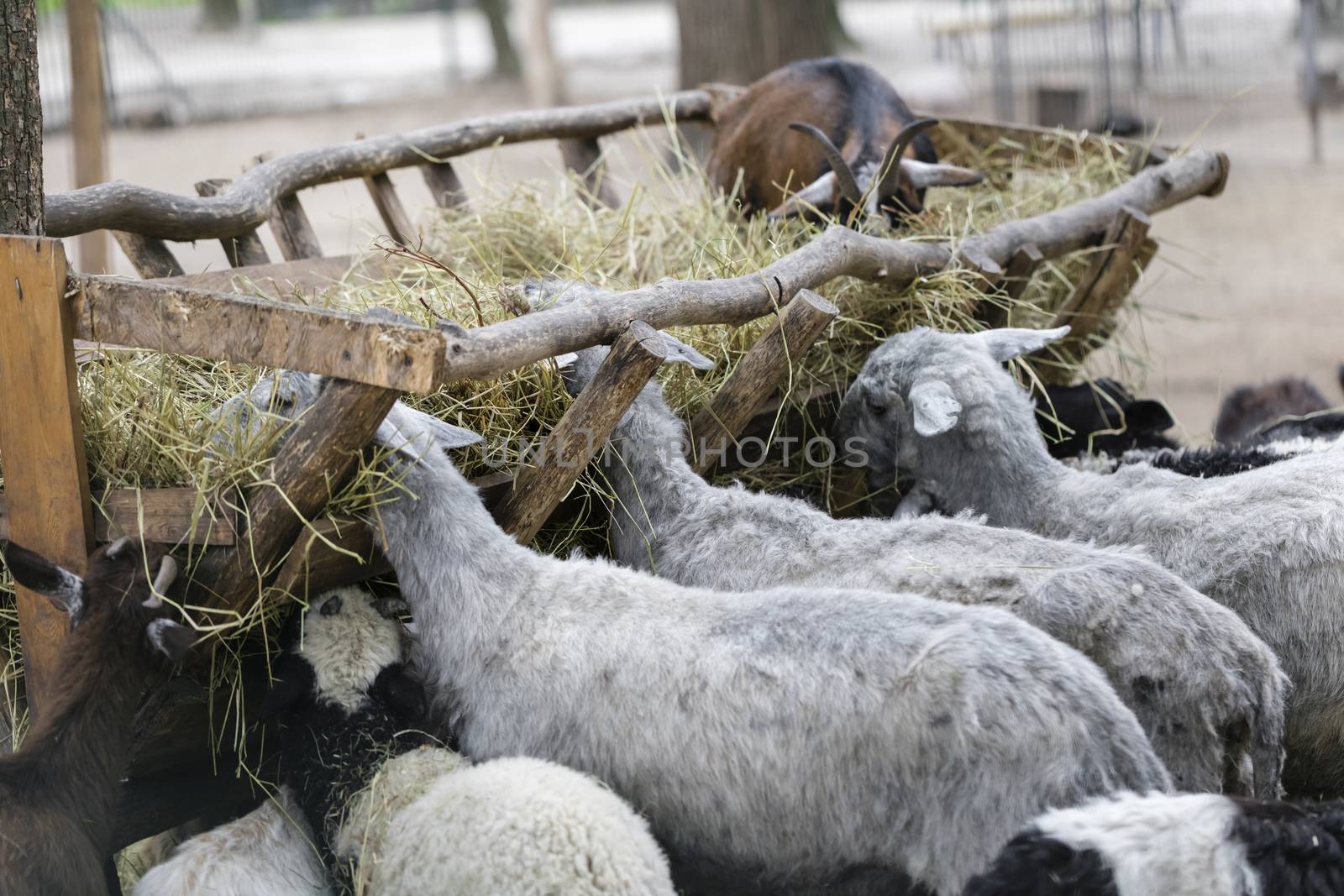 sheep and goats eat hay by MegaArt